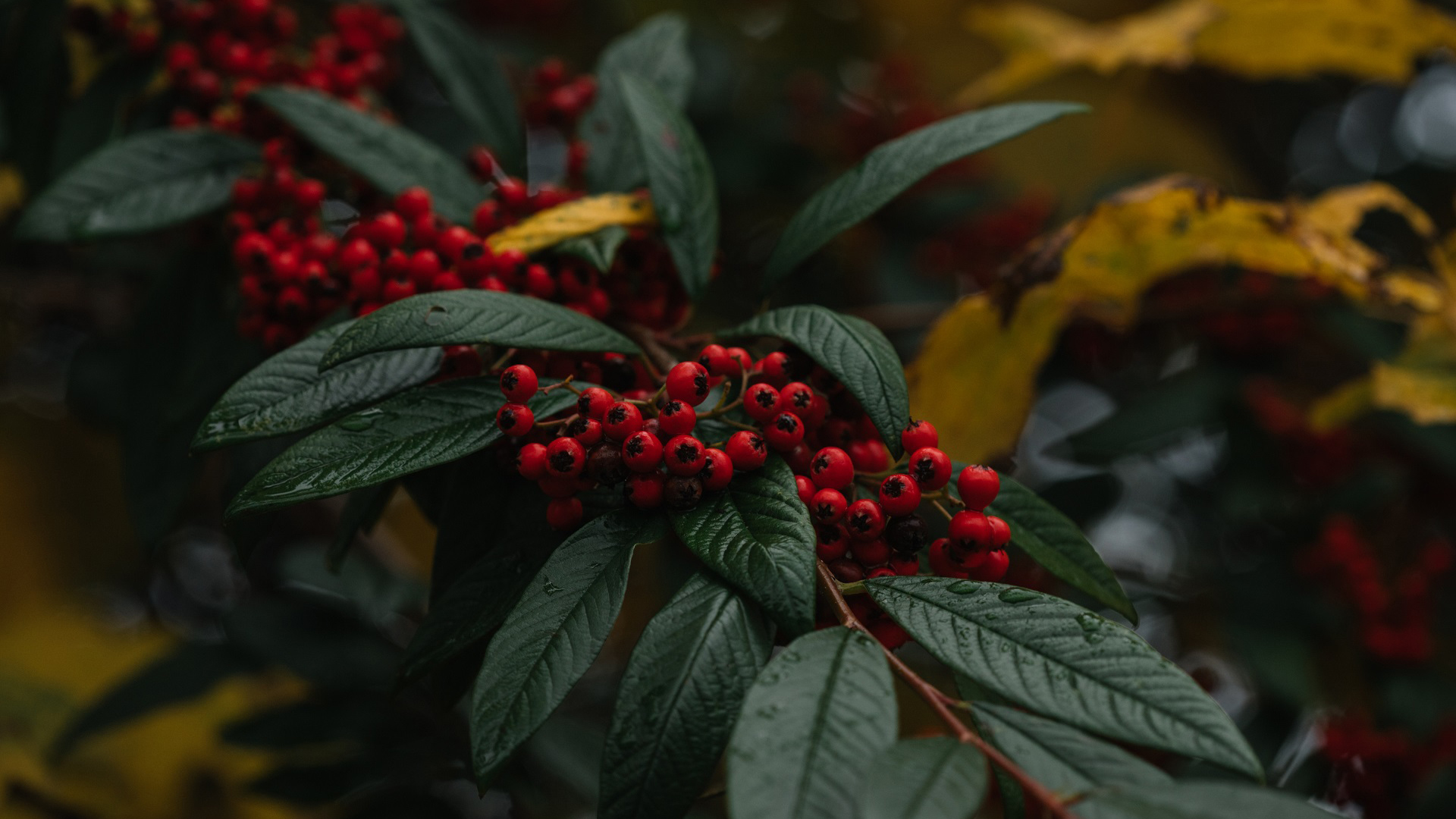 护眼壁纸,特写,红果子