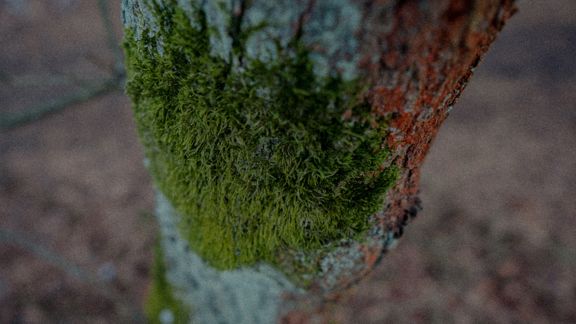 春意盎然,青苔,树木