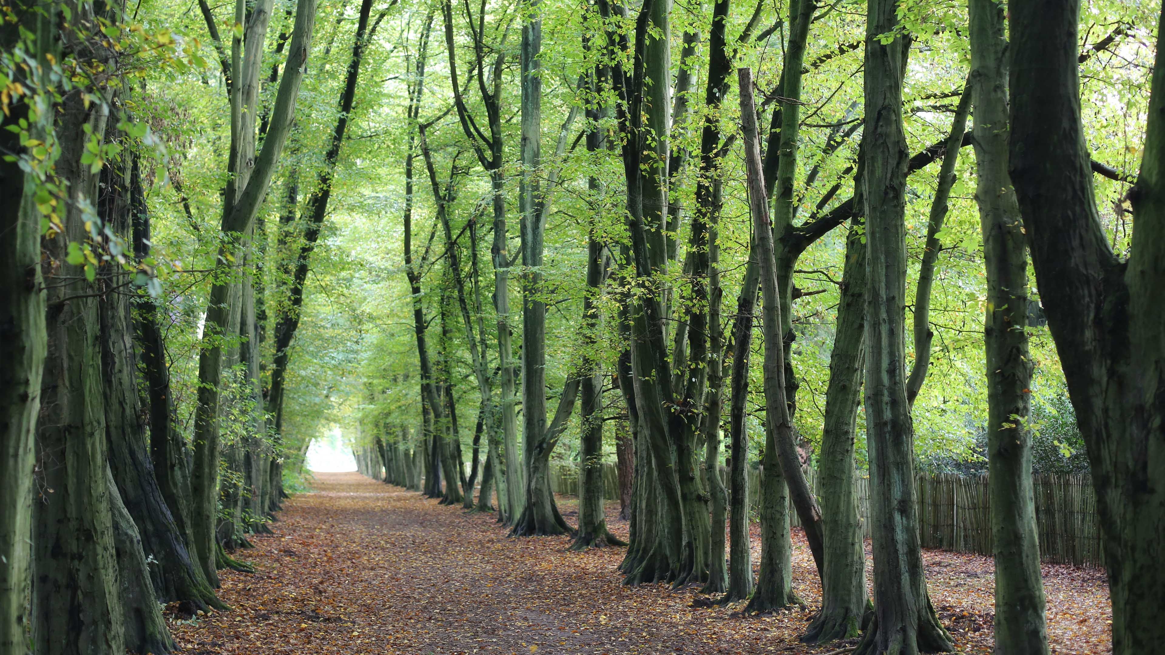 春意盎然,树林,树荫,笔直的路