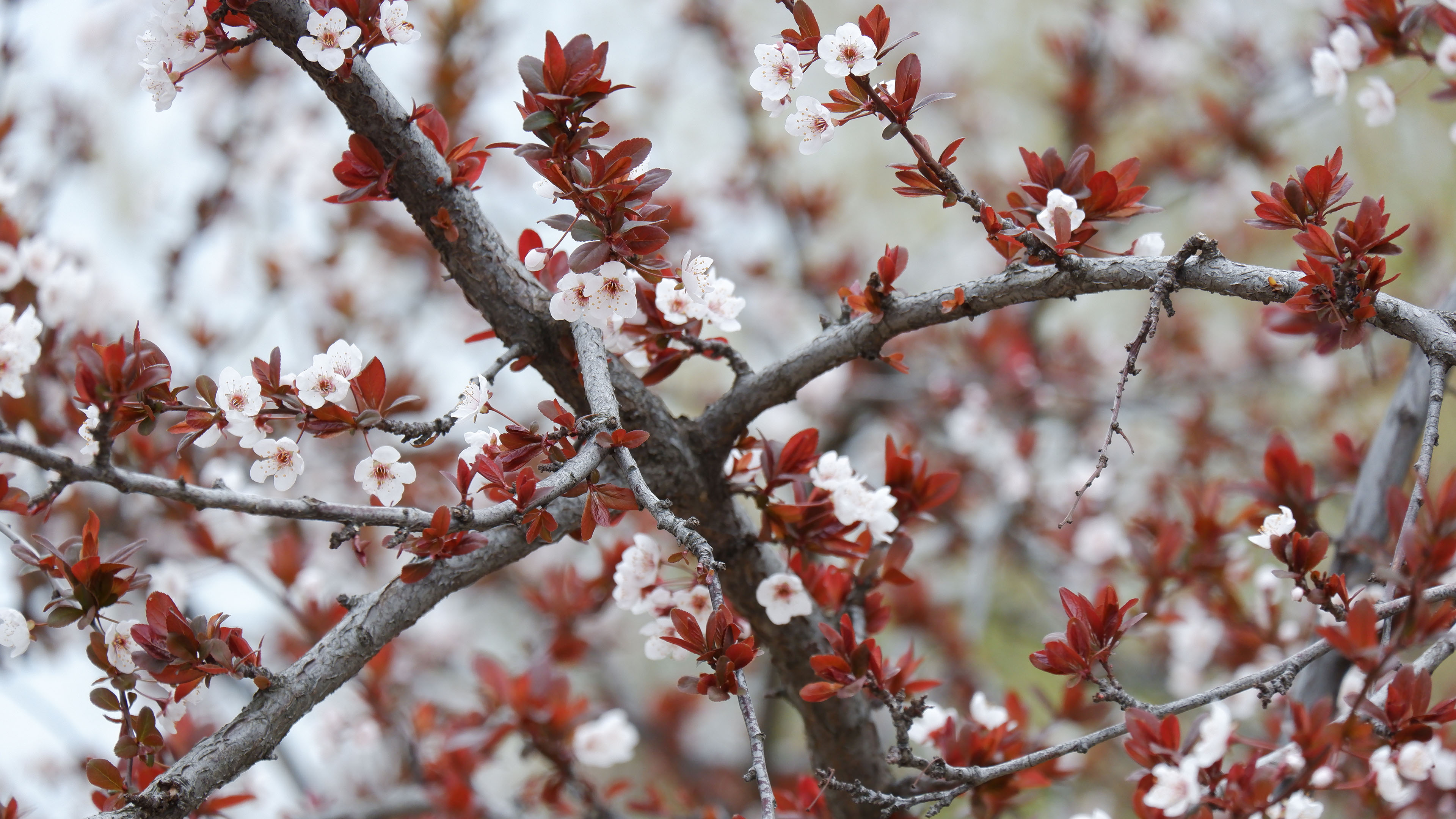 鸟语花香,樱花,春天,美丽