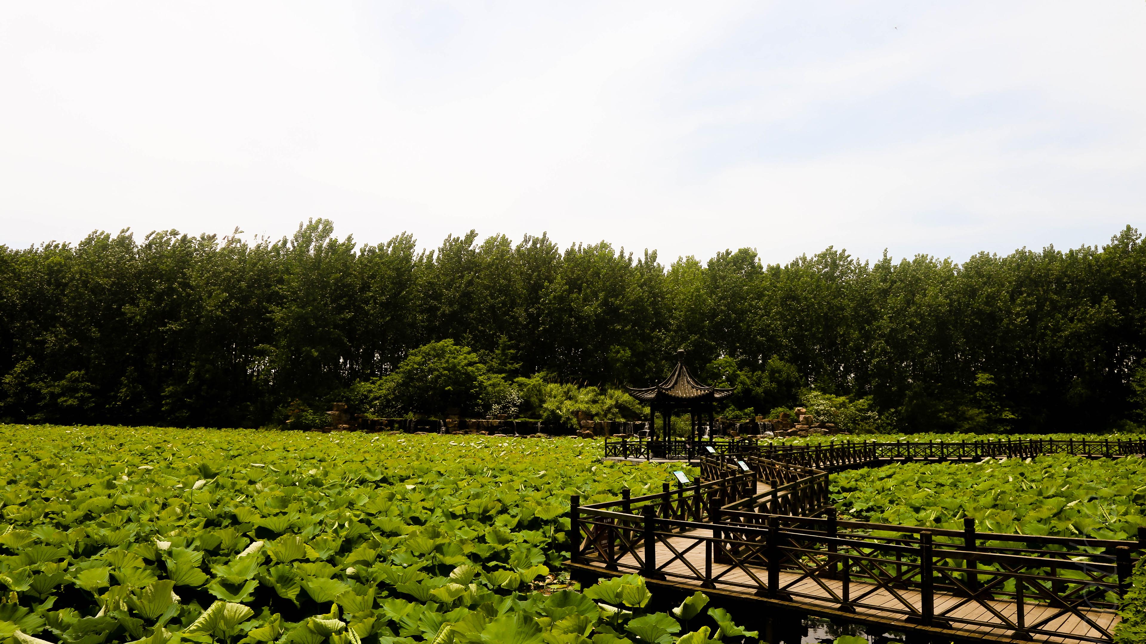 炎炎夏日,荷花,池塘,庭院,盛夏