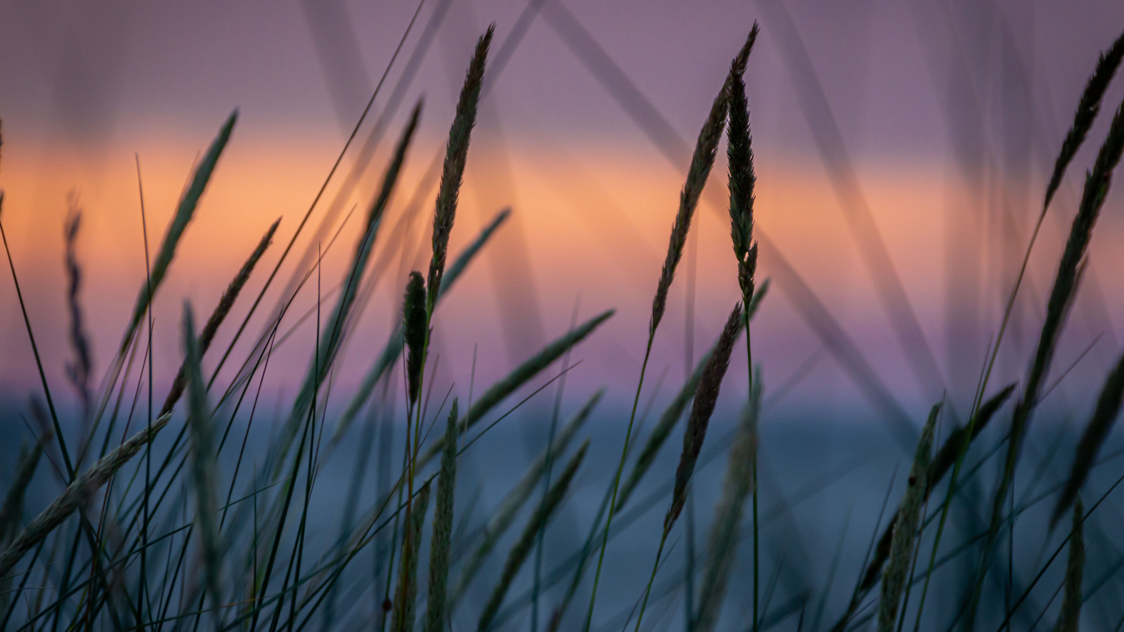 舒缓压力,芦苇,光影,晚霞