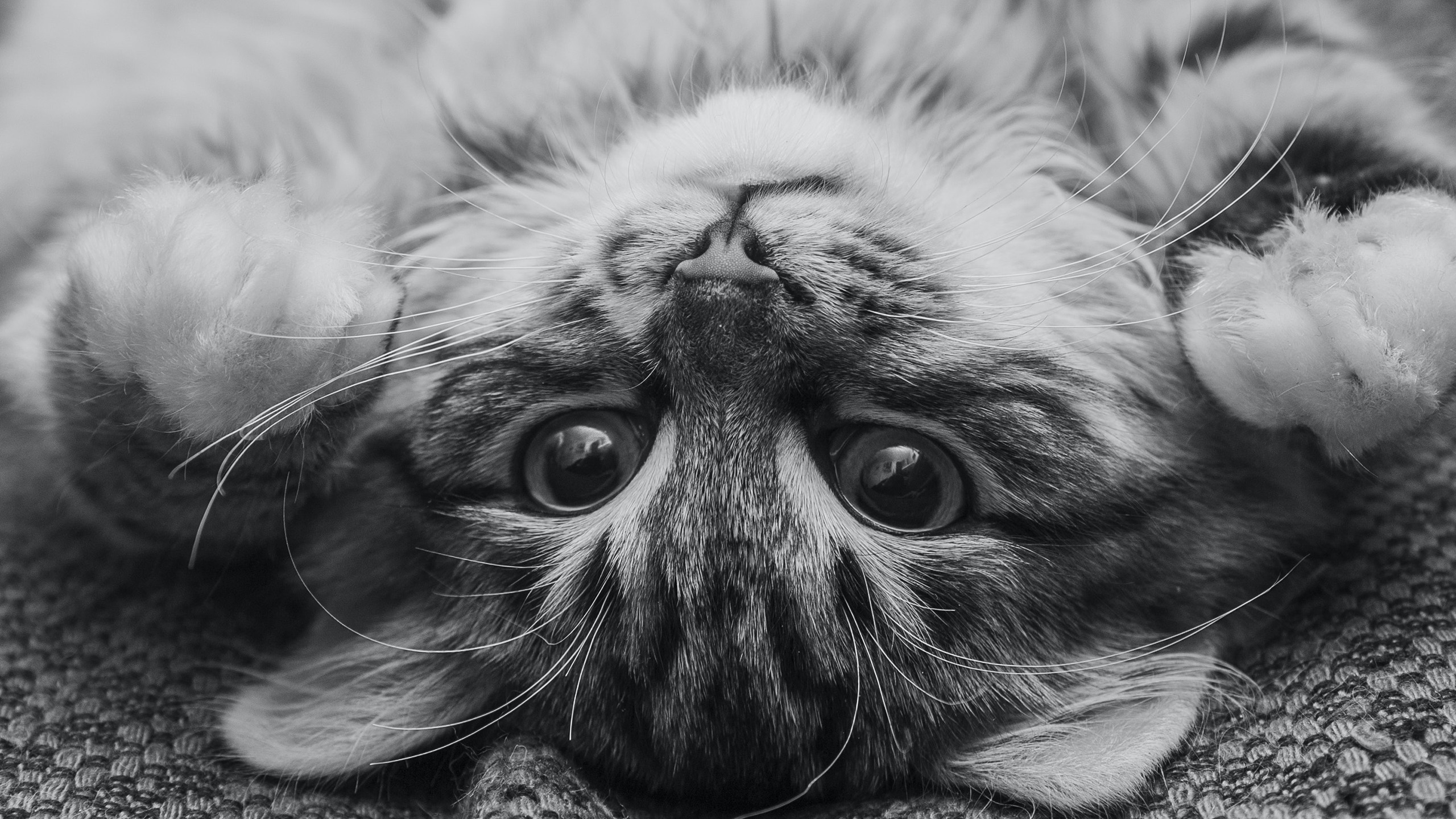 喵星人,猫咪,黑白,复古