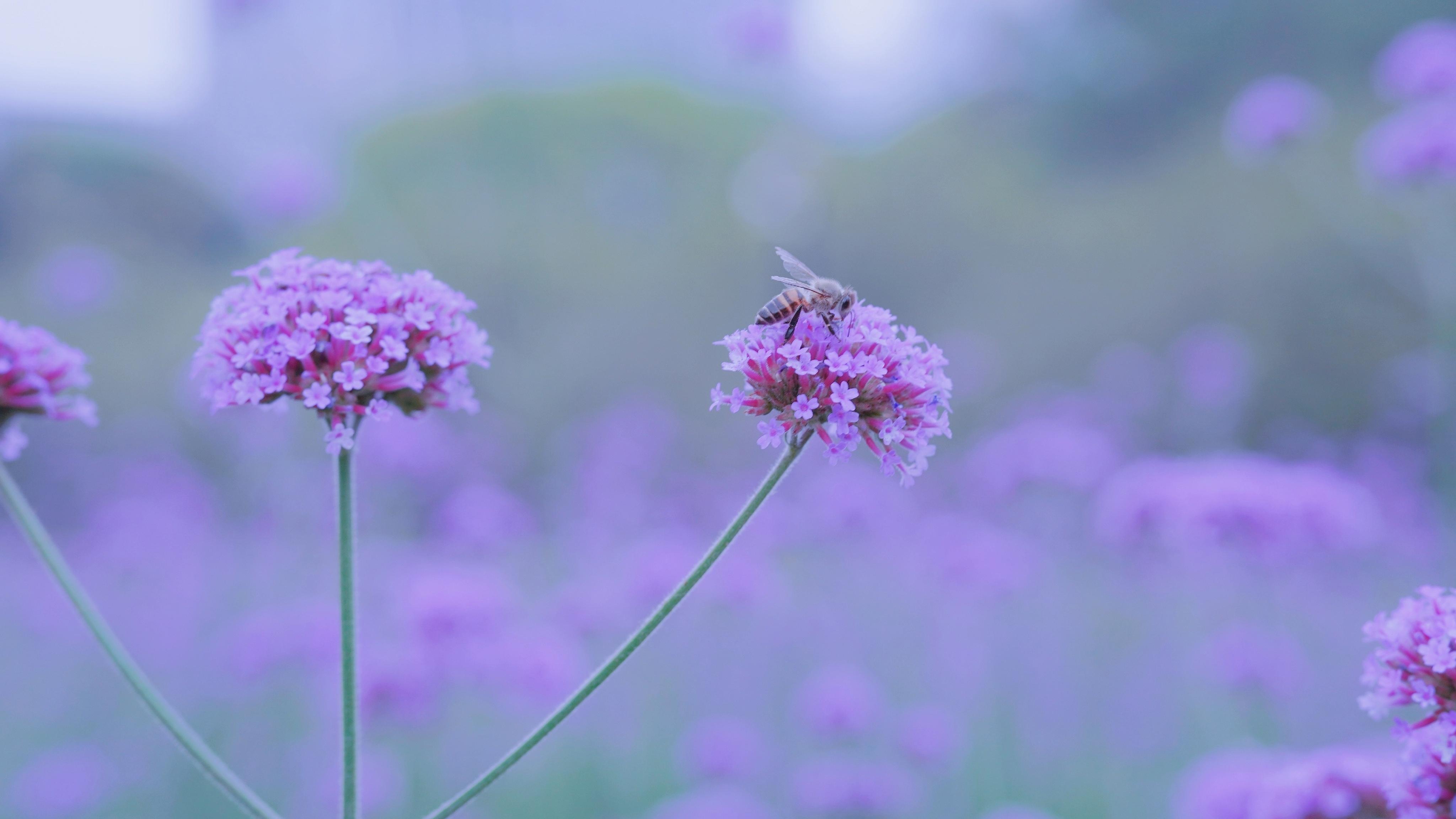 舒缓压力,,马鞭草,,紫色,,清新,,唯美,,淡雅
