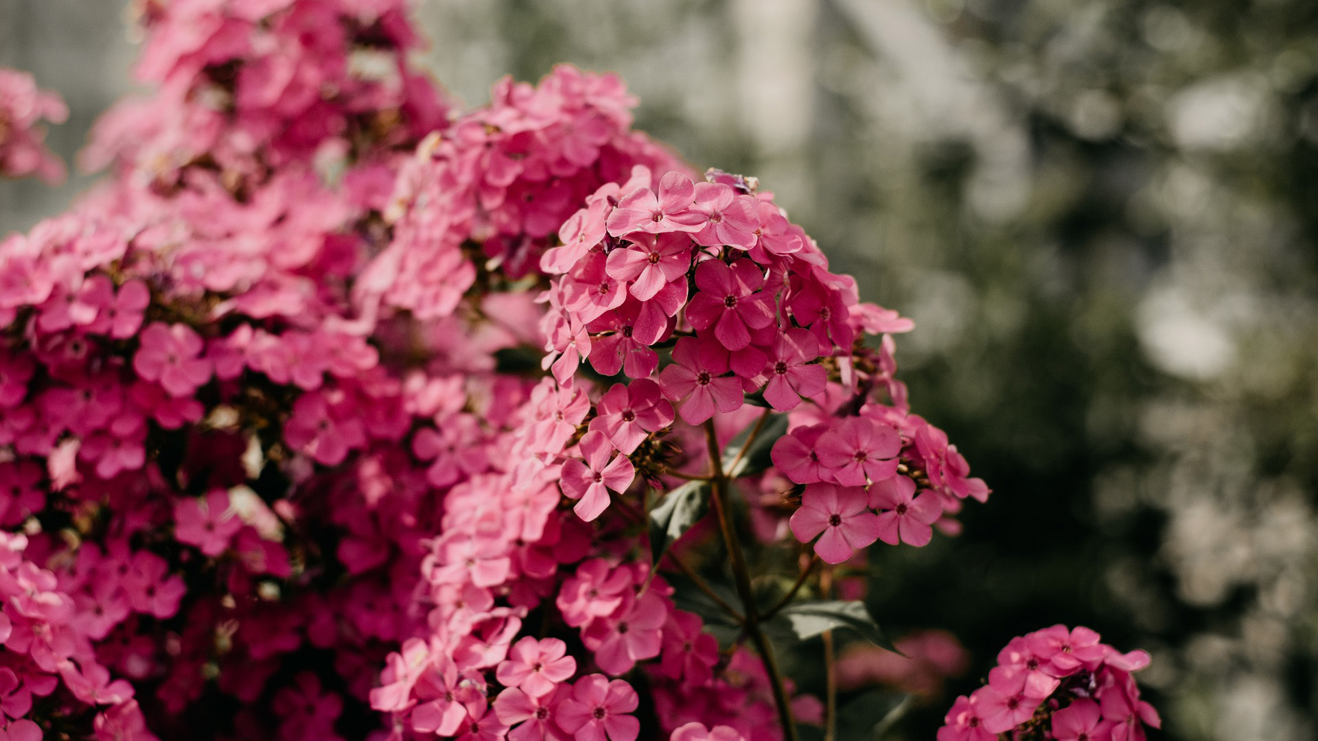 娇艳欲滴,花丛,红色碎花,特写