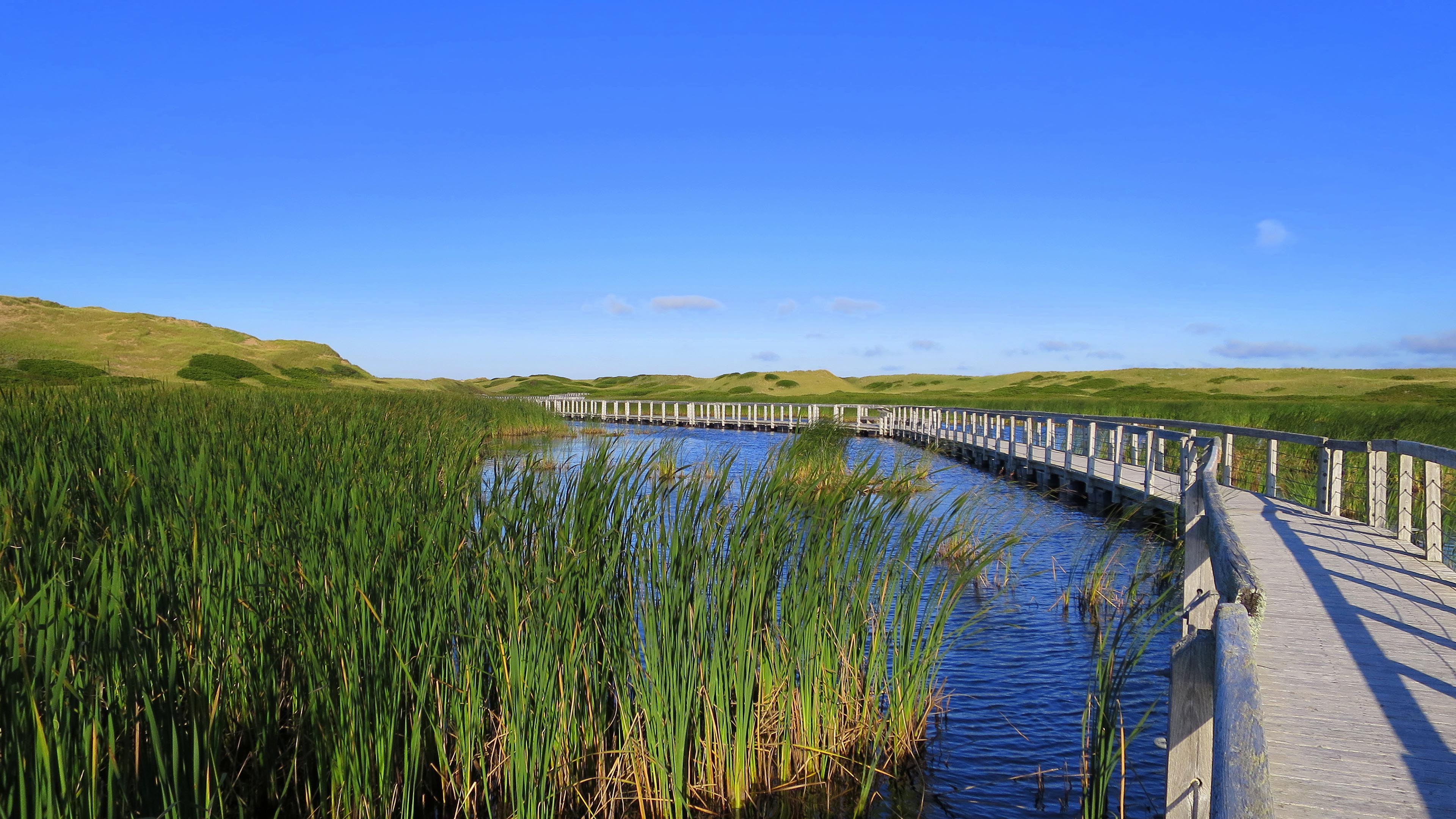 自然风光,湿地公园,栈桥,蓝天