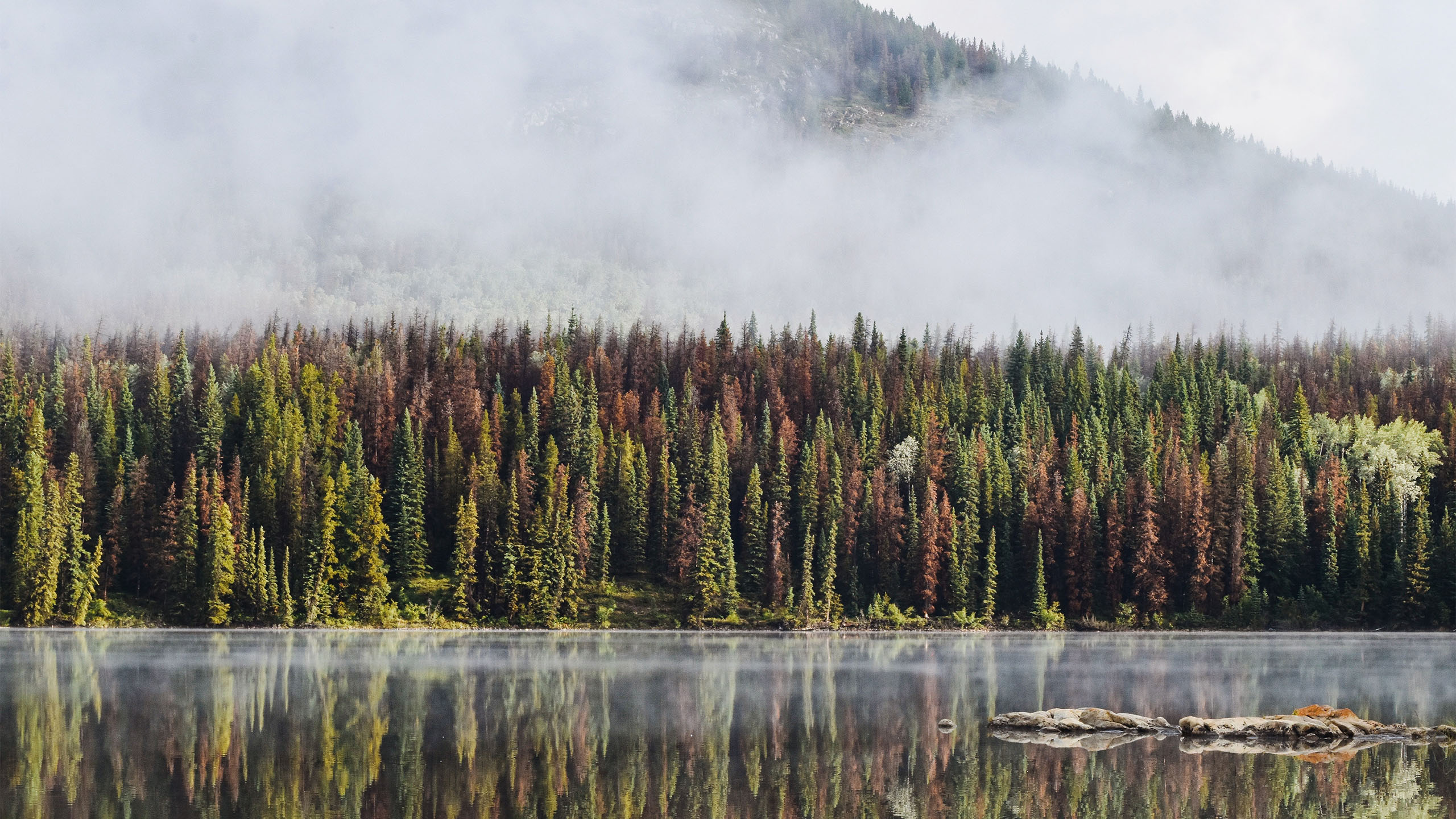 自然风光,树林,倒影,湖,雾