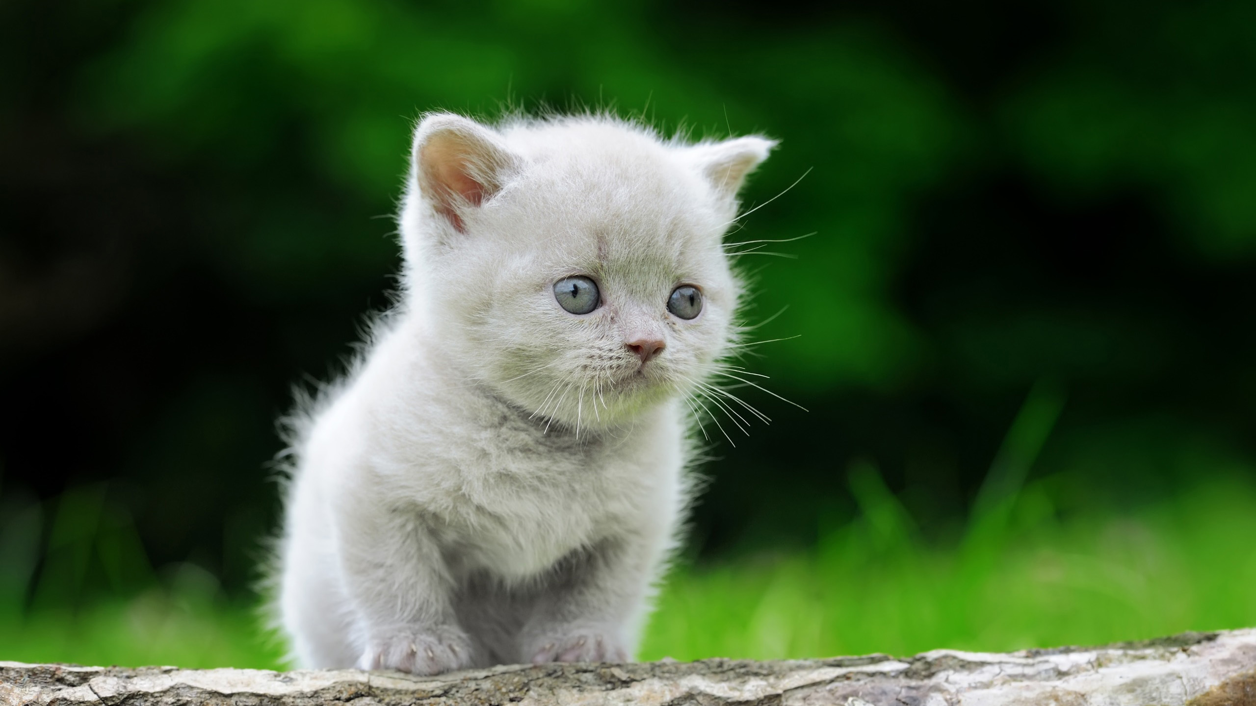 喵星人,小奶猫,萌猫,白猫