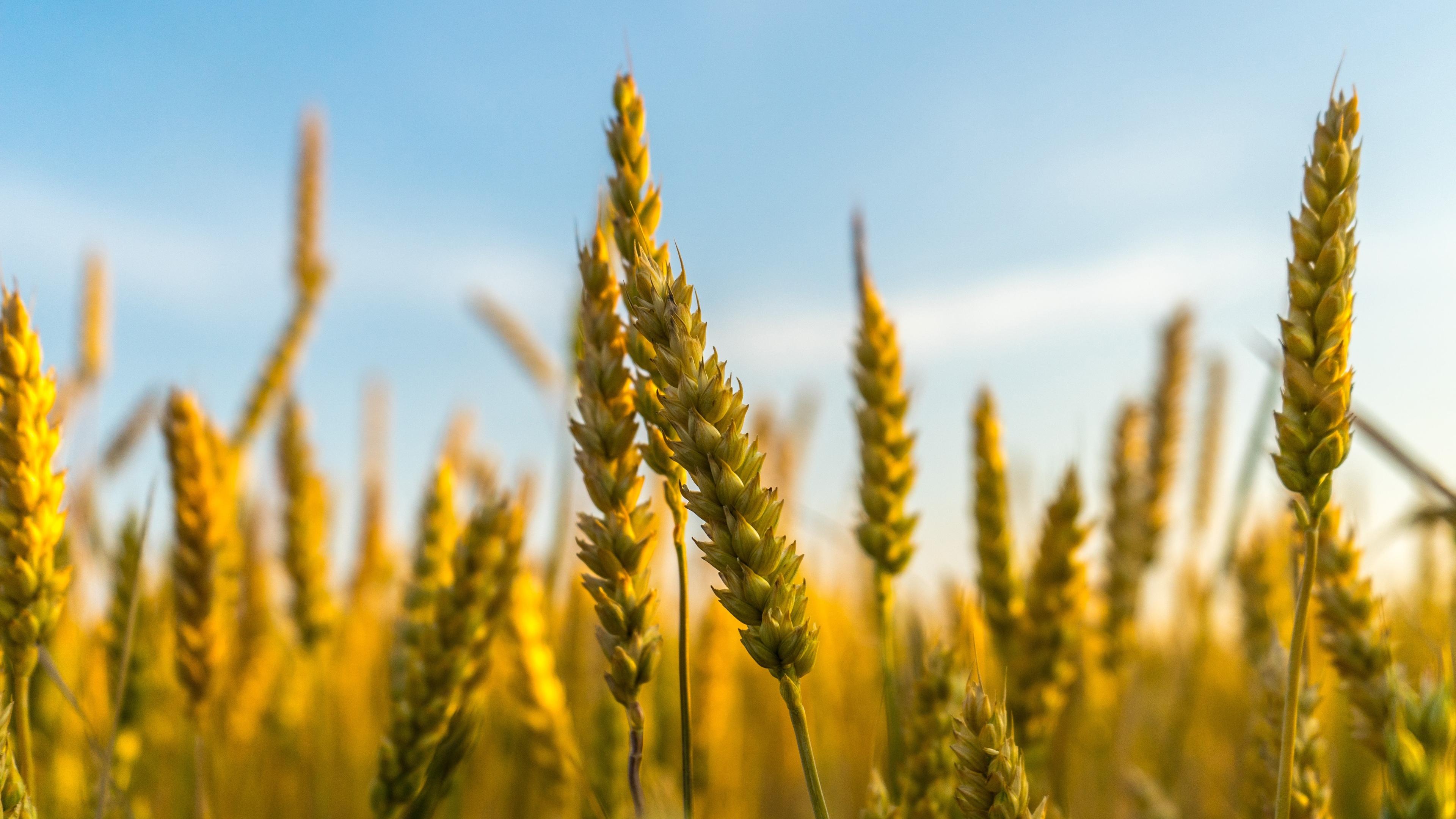 舒缓压力,麦穗,丰收,舒缓