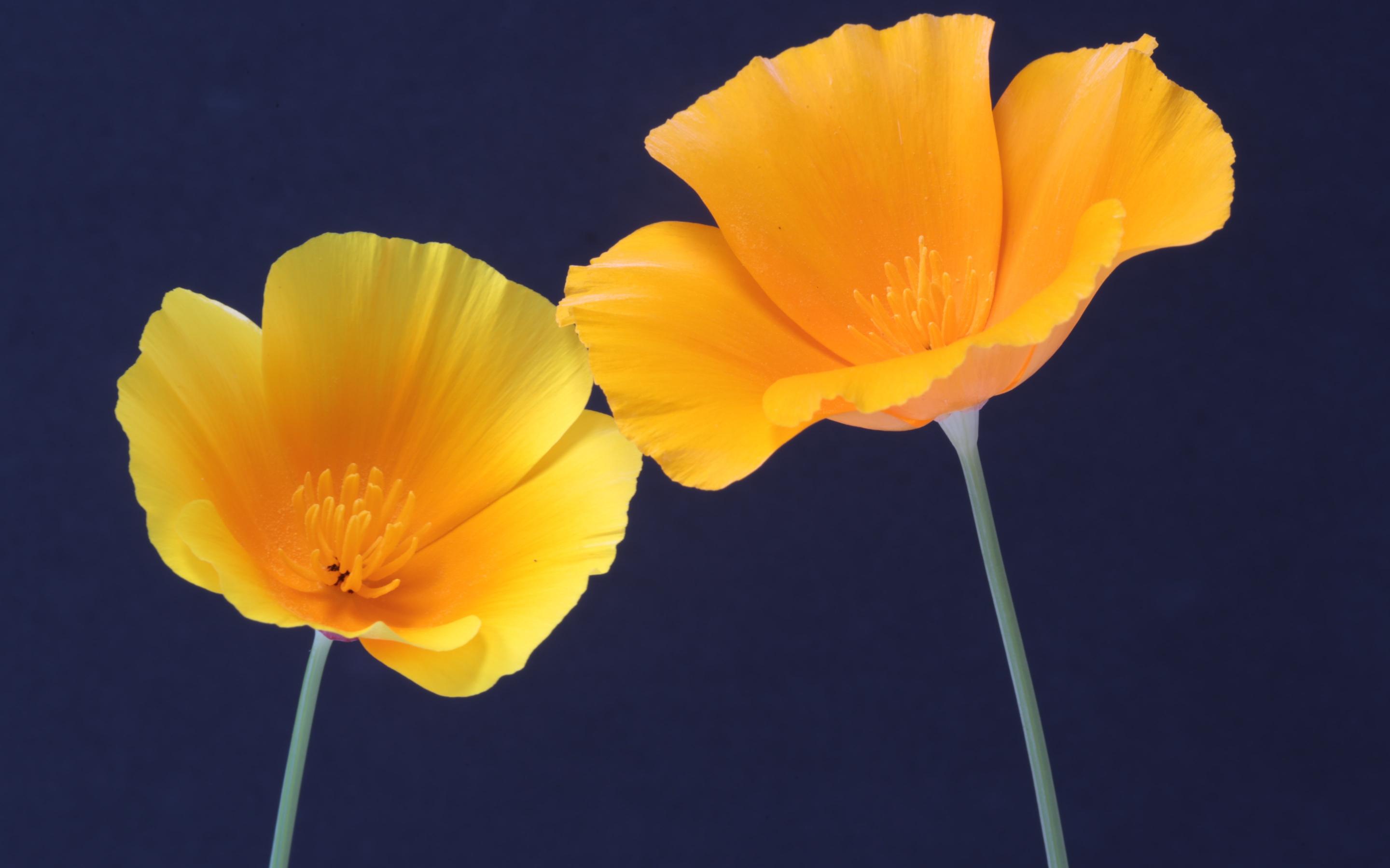 清新淡雅,迷人,橙色,花卉