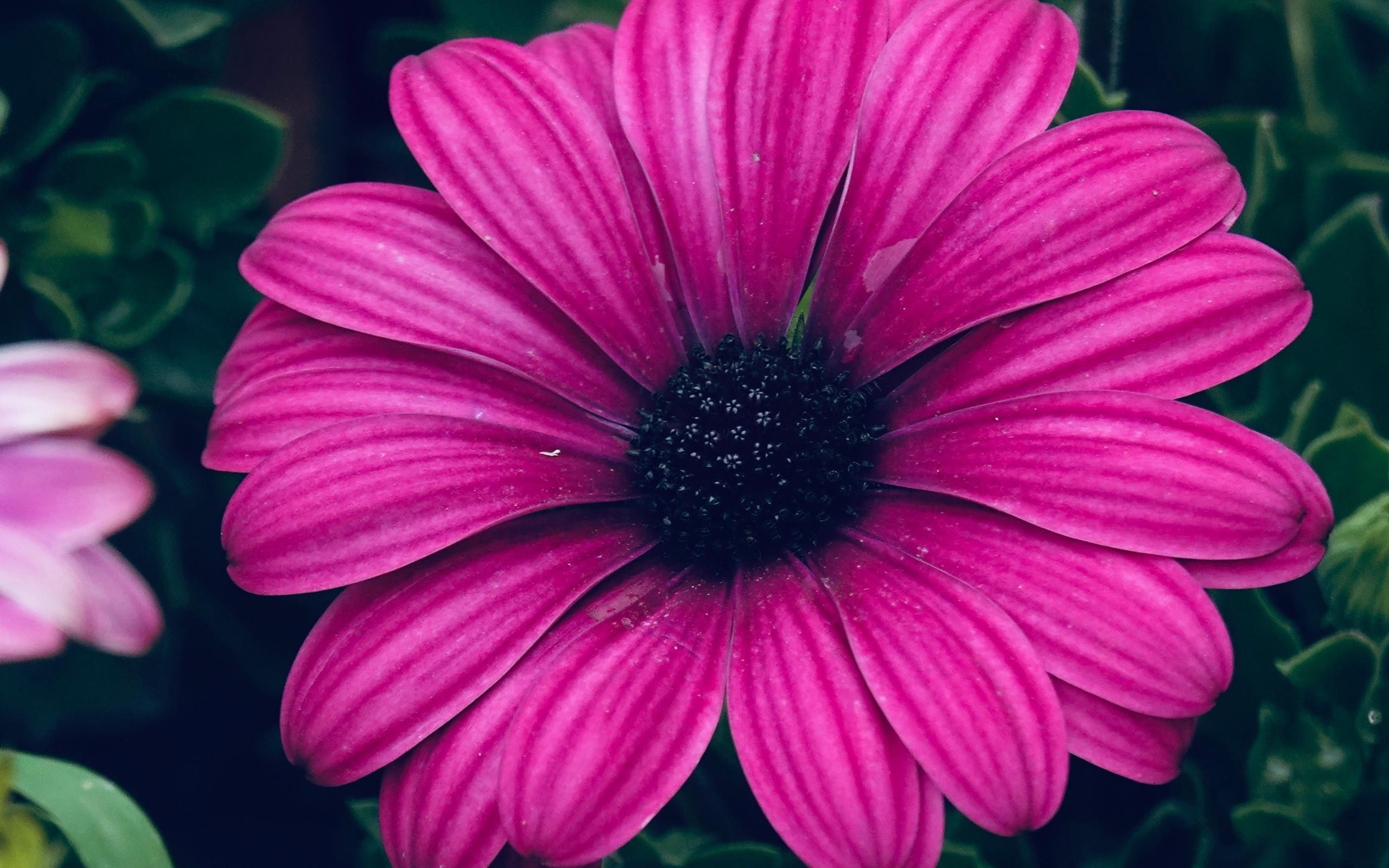 清新淡雅,,,蓝目菊,,鲜艳迷人,