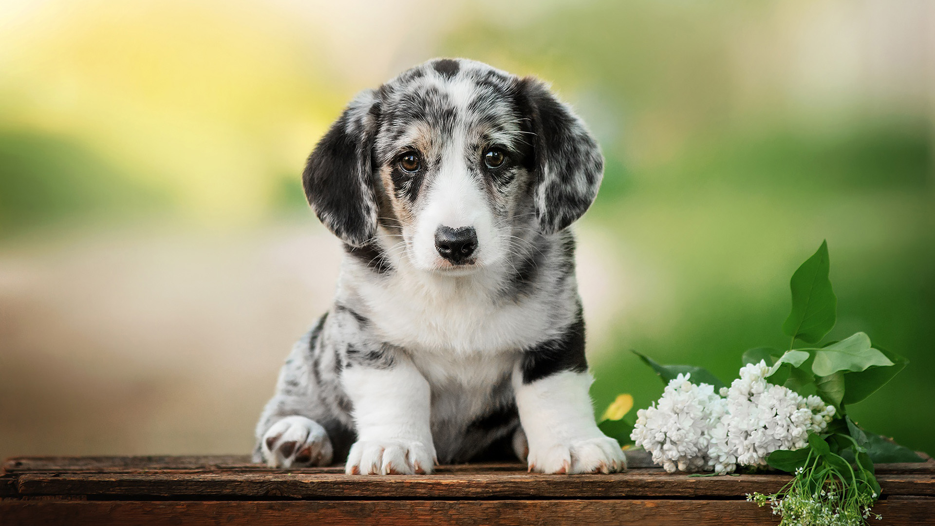 汪星人,小狗狗,景深