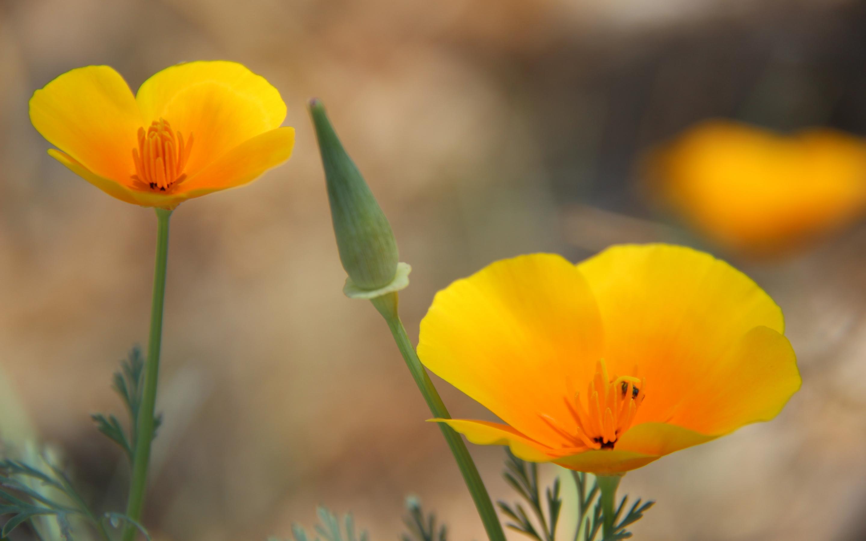 清新淡雅,迷人,橙色,花卉