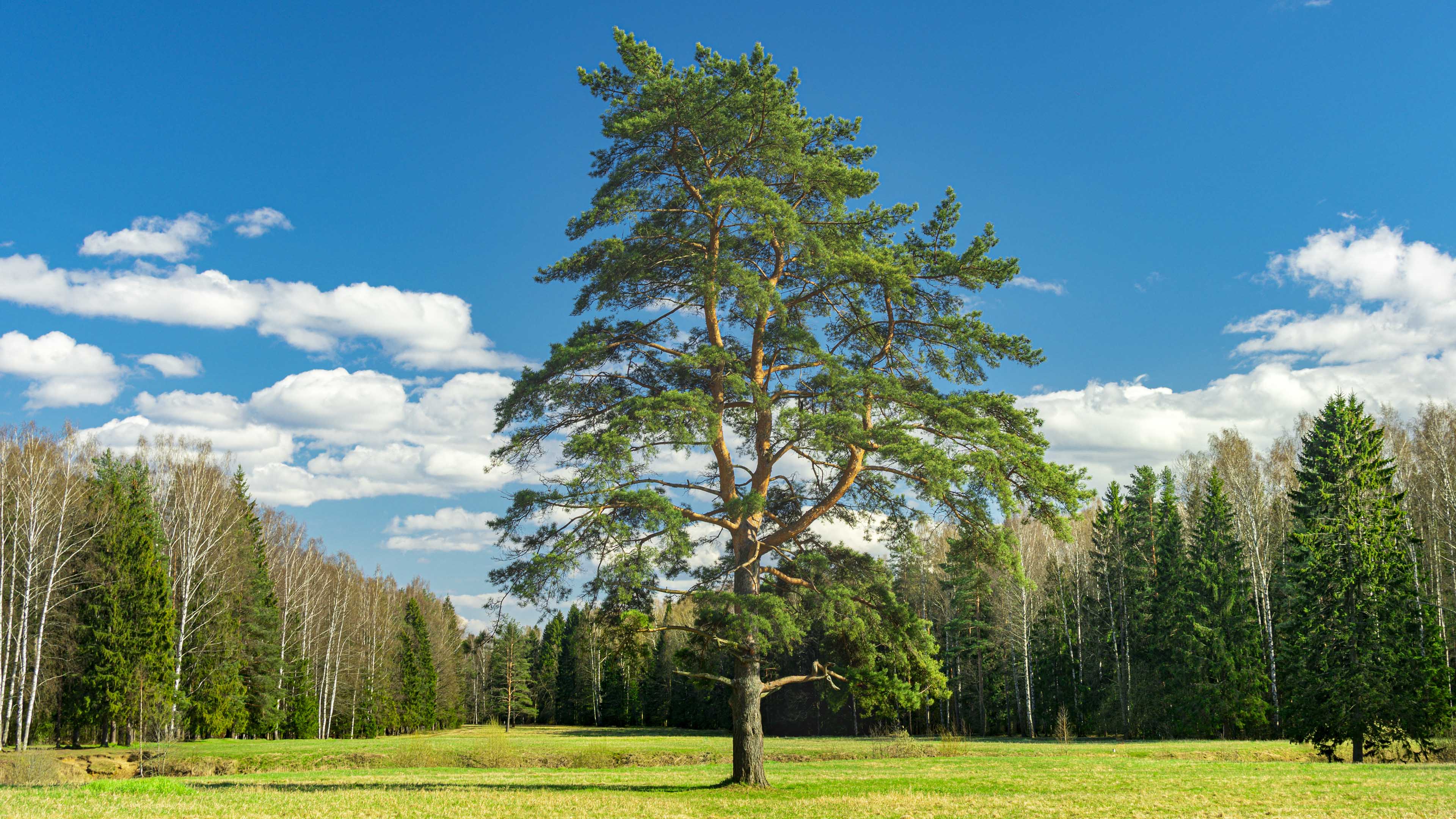 蓝天白云,绿草地,一棵树