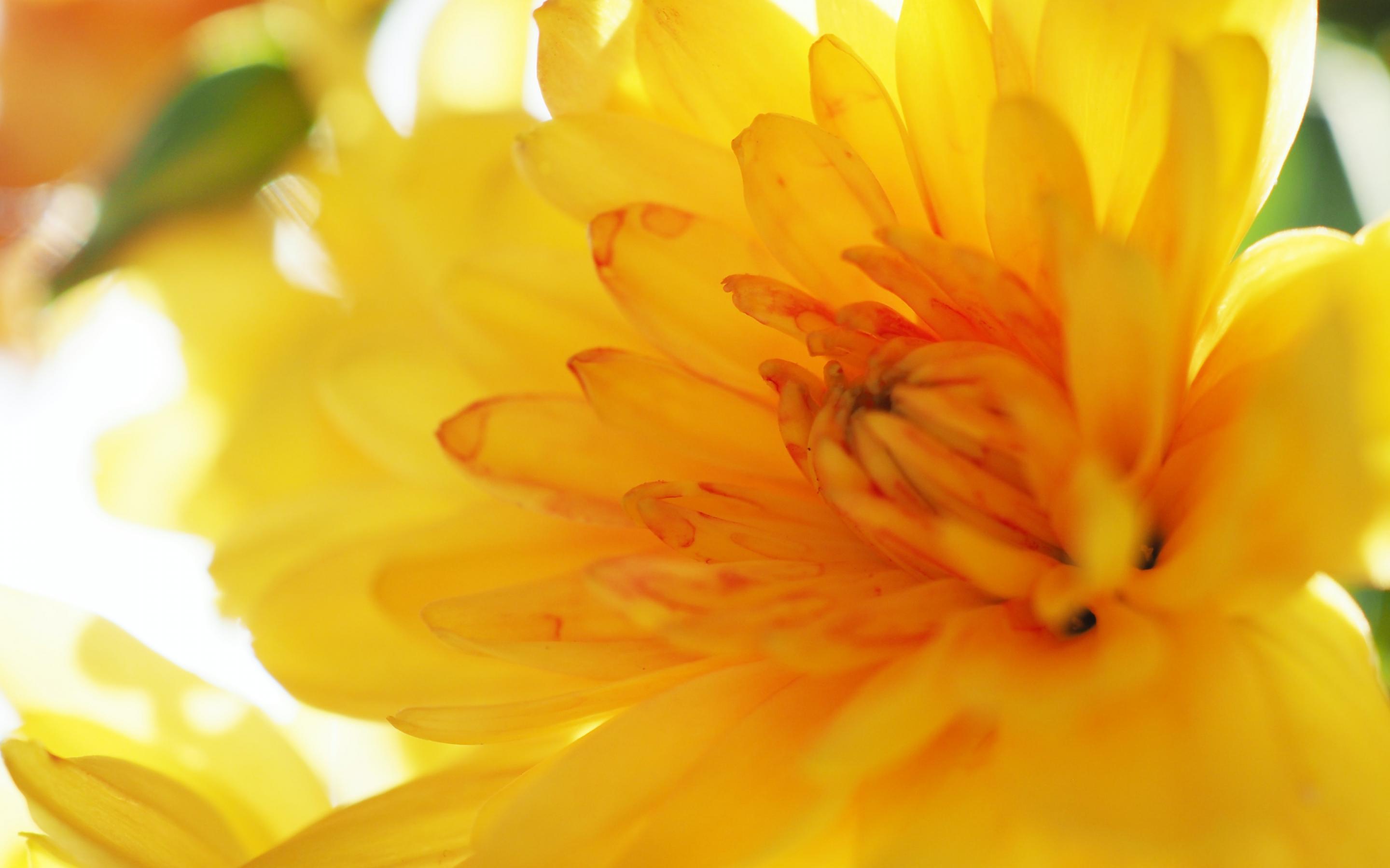 清新淡雅,迷人,黄色,花卉