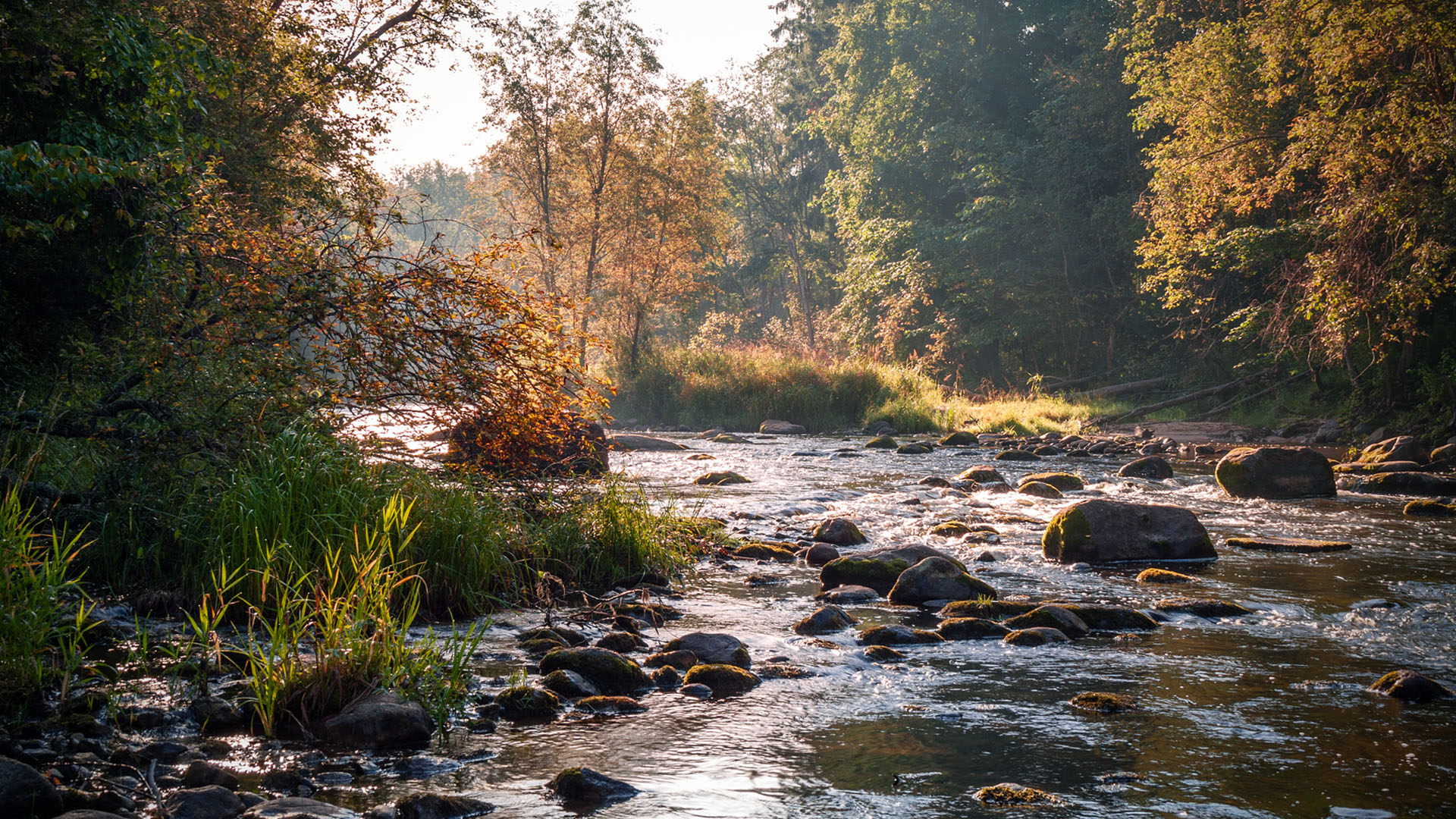 秋意正浓,河流,大自然