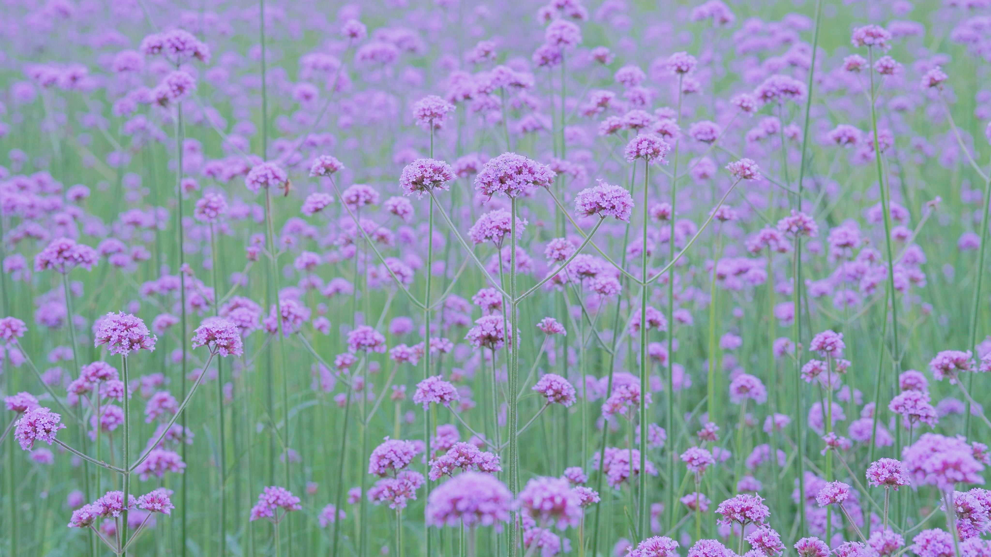 舒缓压力,,马鞭草,,紫色,,清新,,唯美,,淡雅