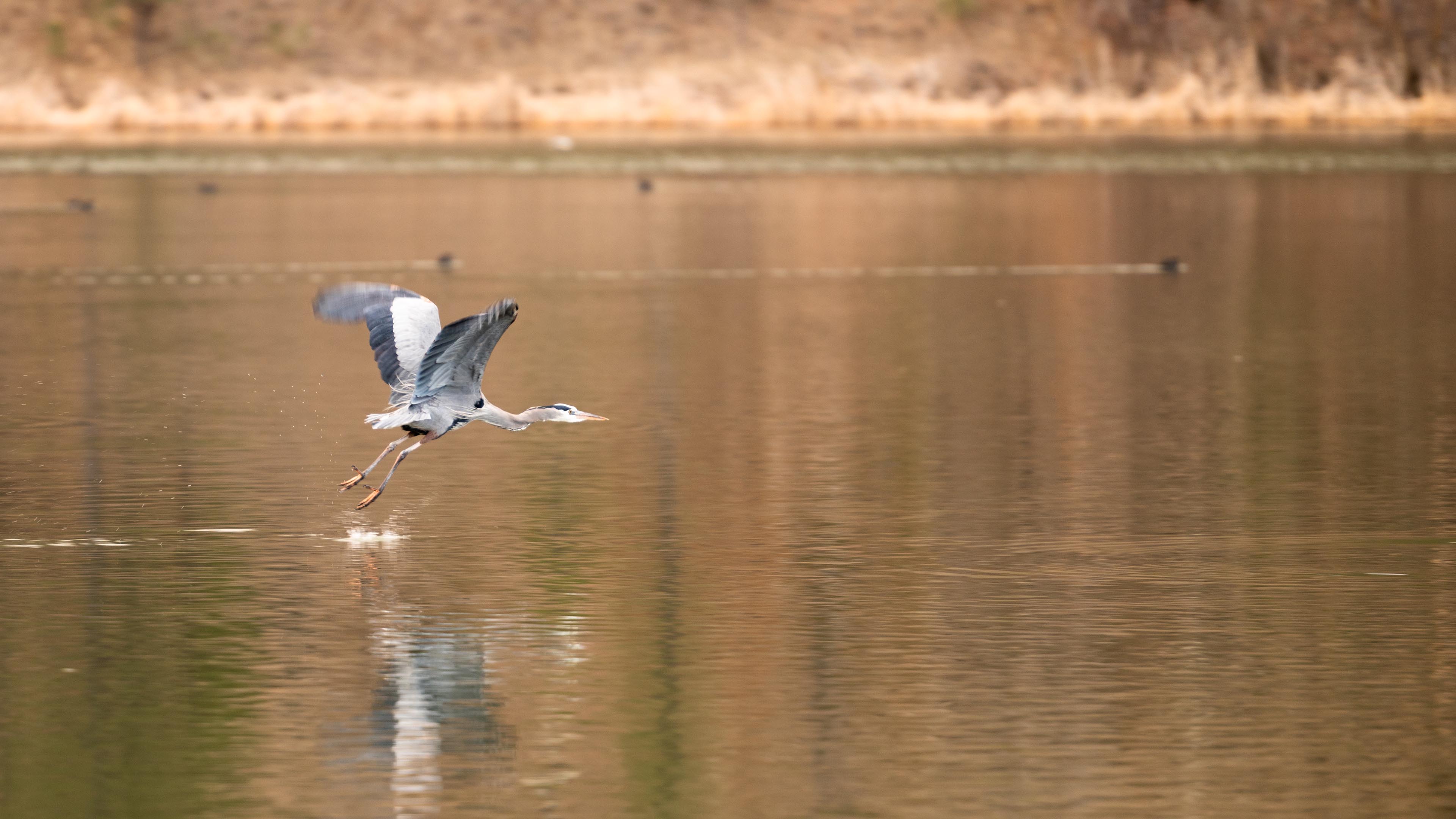 小鸟天地,飞鹤,倒影