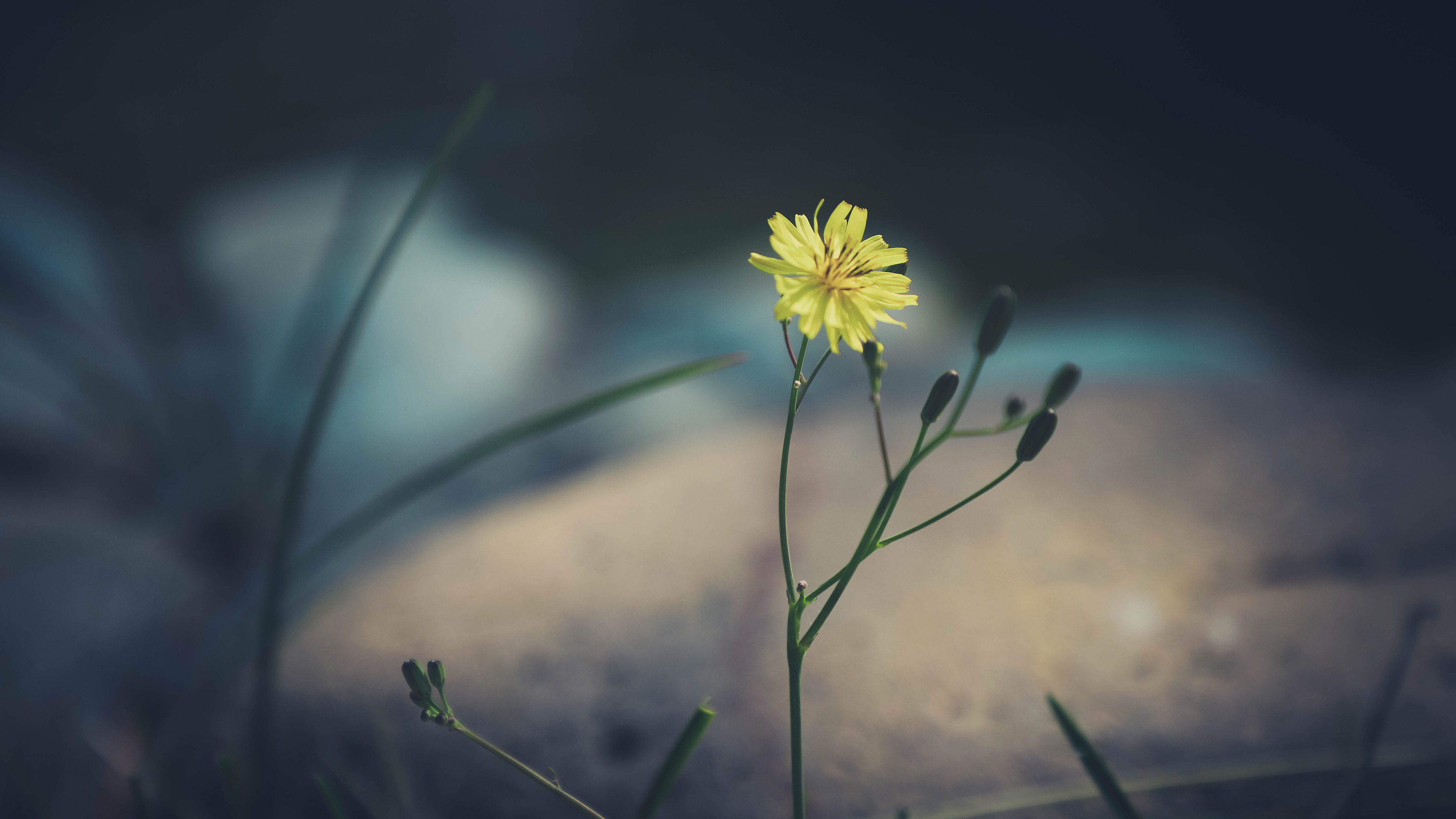 清新淡雅,野菊花,野花,特写