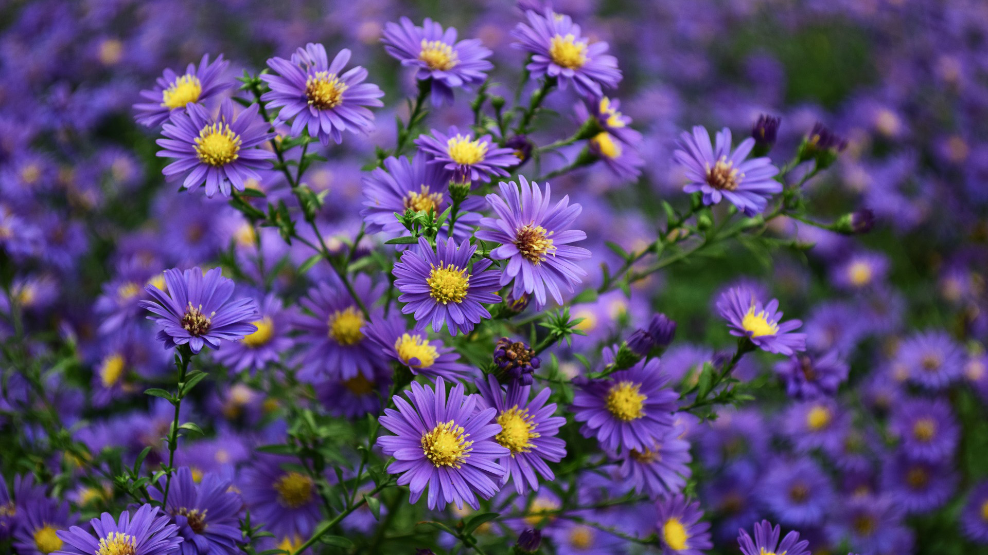 娇艳欲滴,紫菊花,花丛,花海