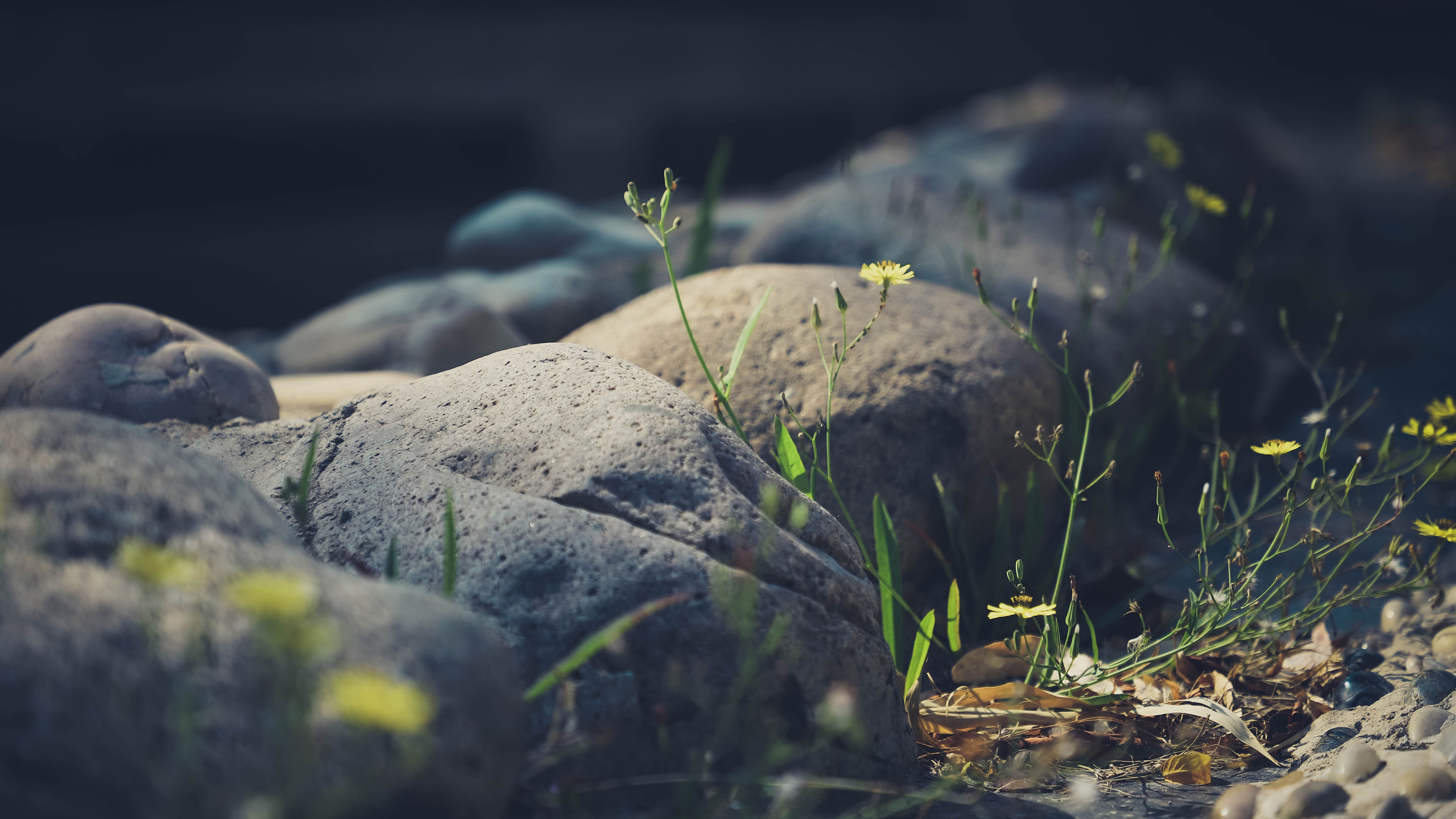 清新淡雅,野花,石头,草地