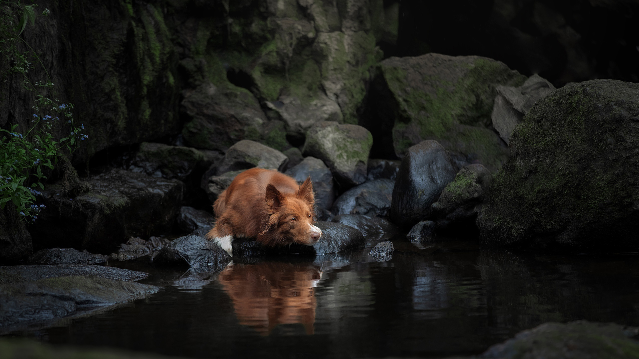 汪星人,喝水,倒影,山谷