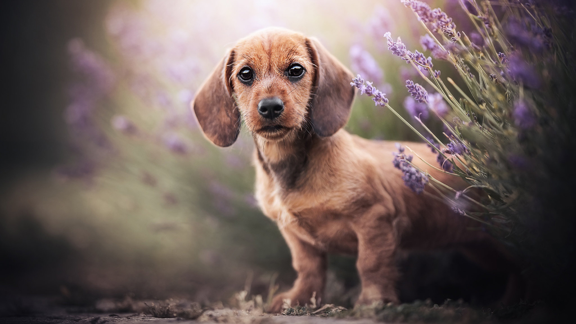 汪星人,薰衣草,短腿狗