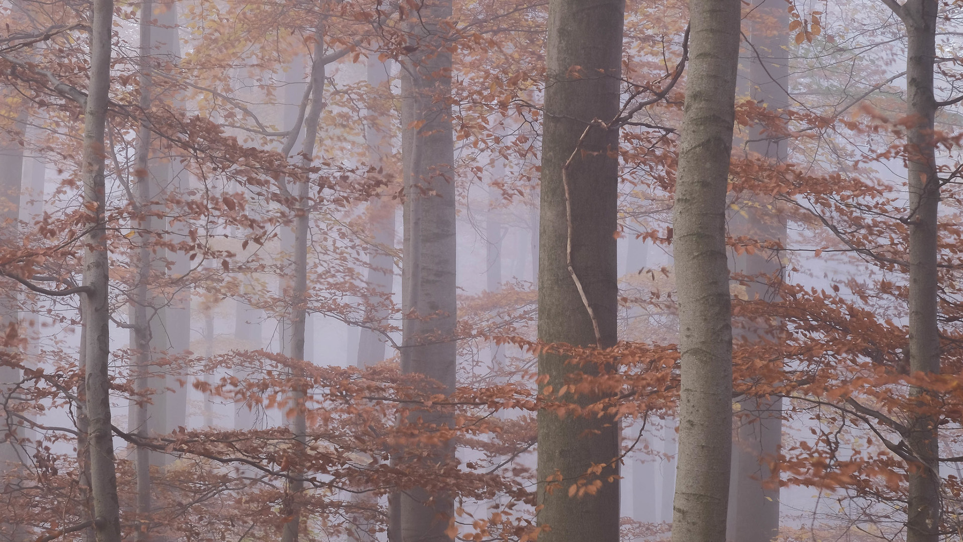 秋意正浓,树林,清晨,迷雾