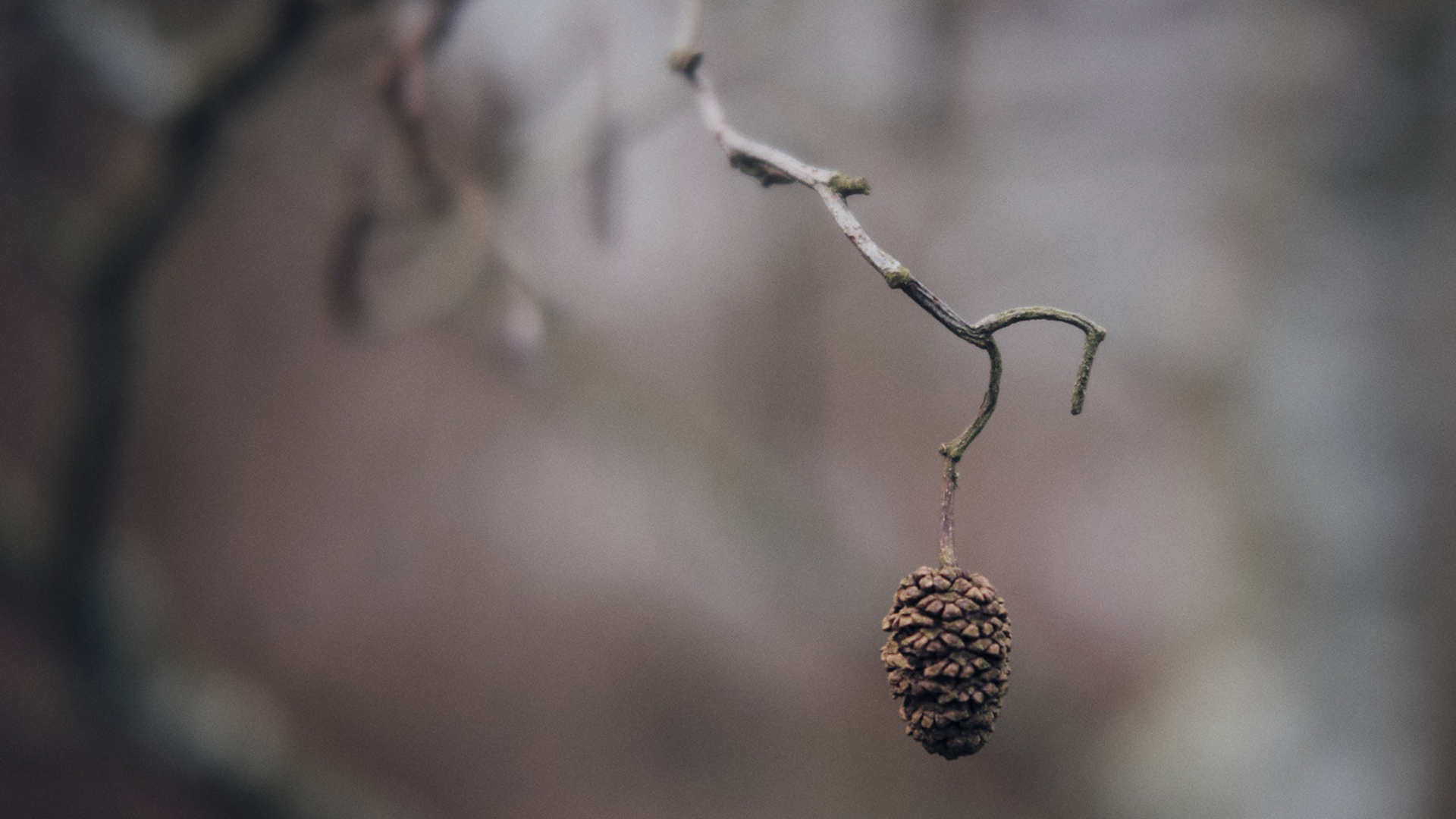 静物写真,松果,深秋,树枝