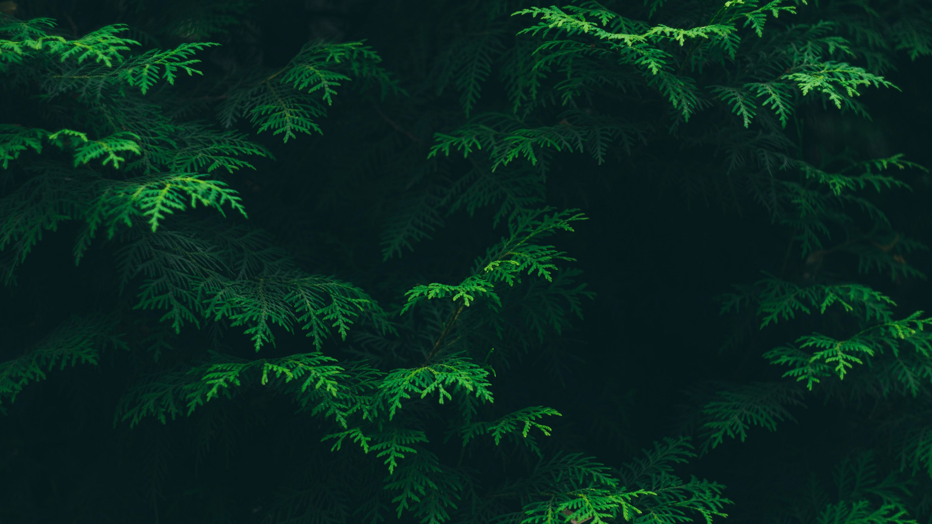 护眼壁纸,松树,树叶,树林,碧绿