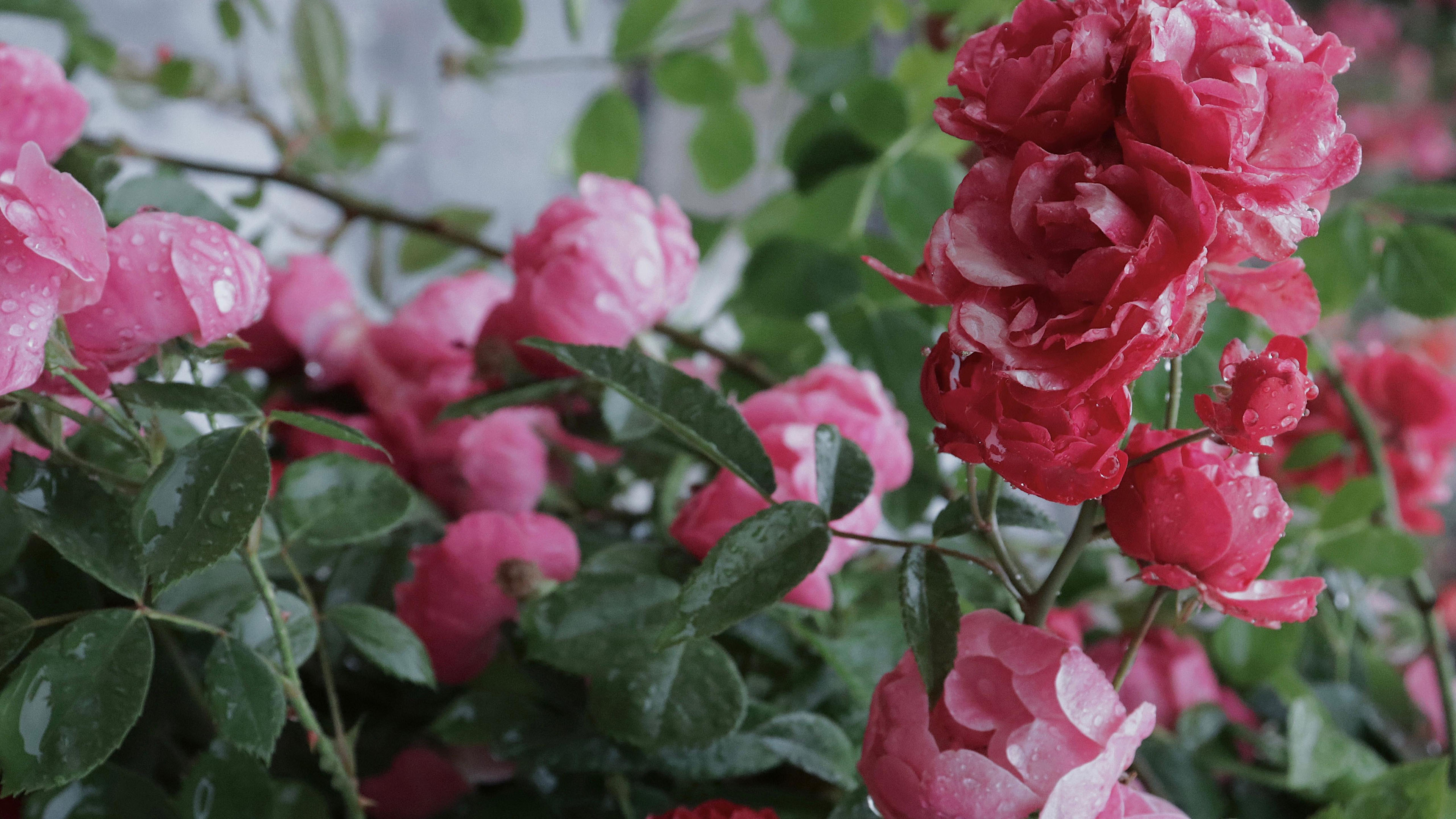 清新淡雅,蔷薇,娇艳,红色