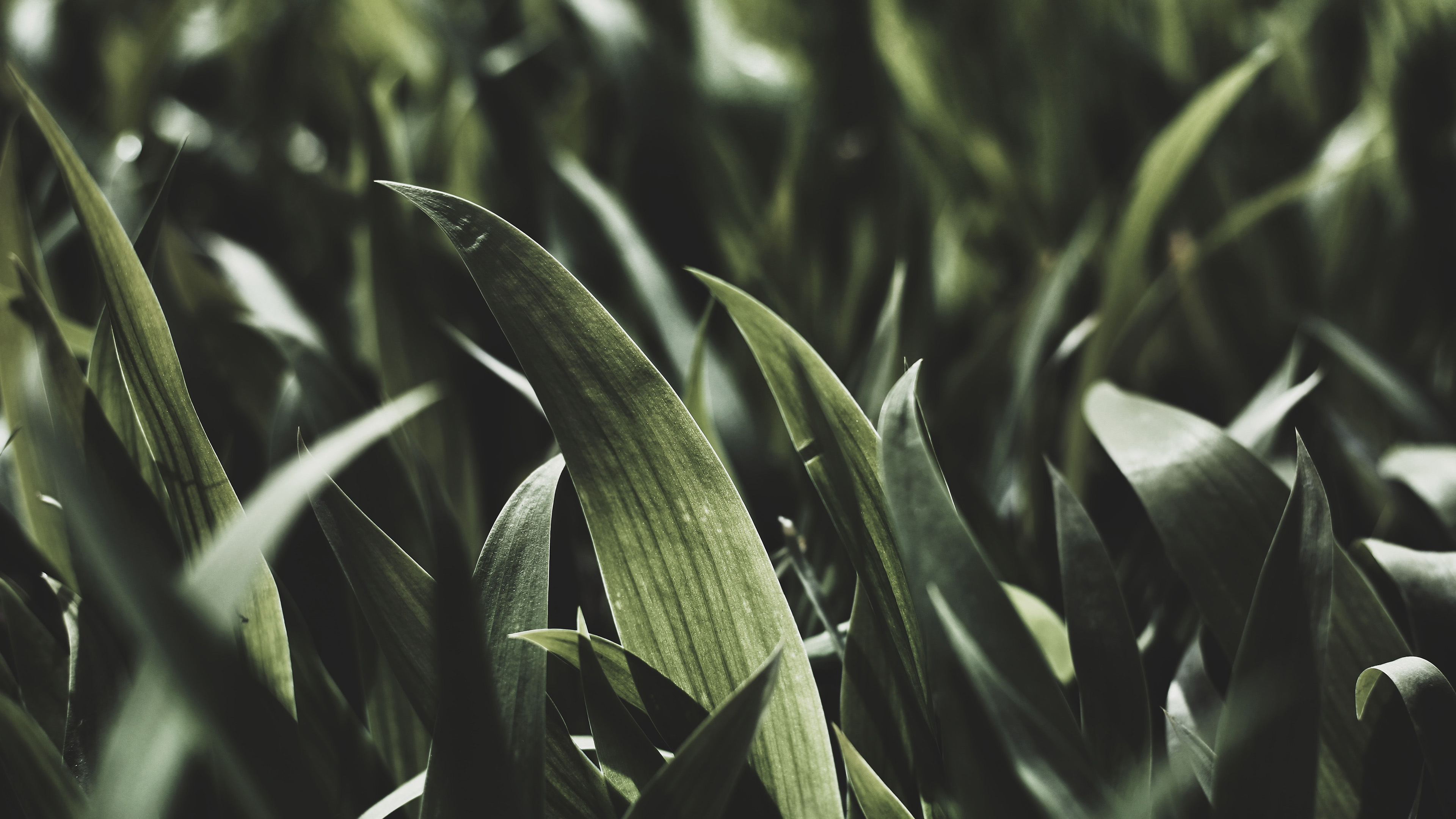 护眼壁纸,绿色,草丛