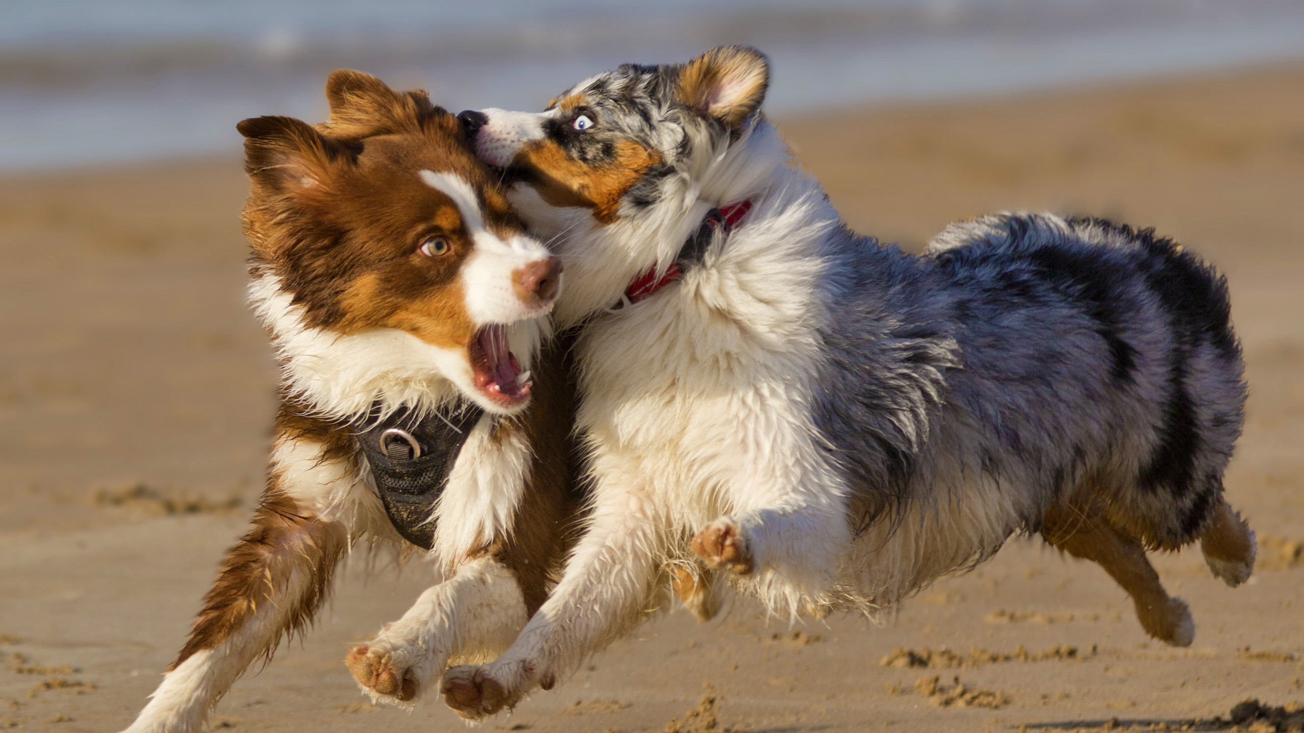 汪星人,奔跑,嬉戏的小狗