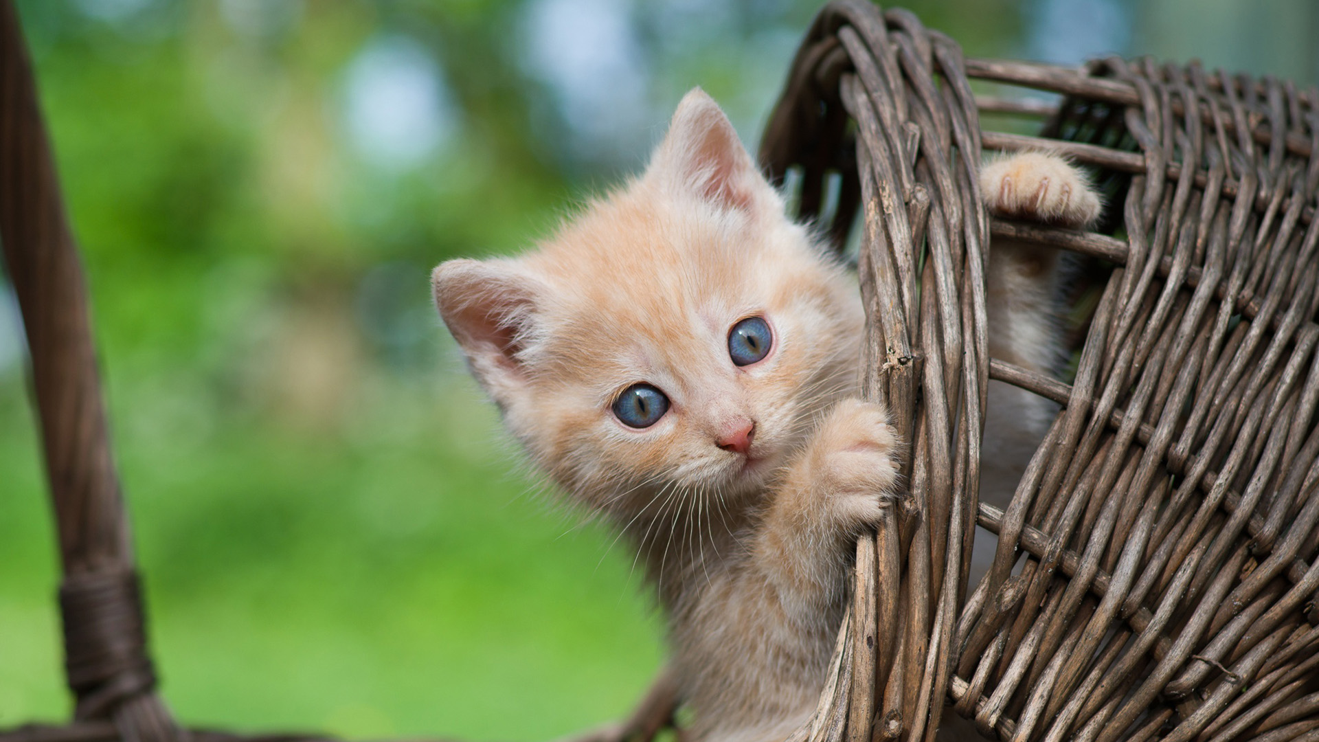 喵星人,小黄猫,呆萌