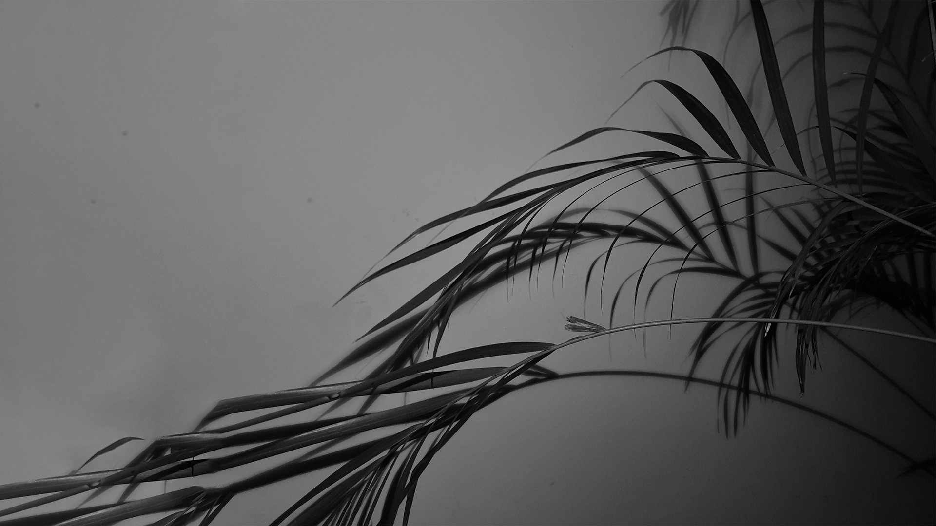 静物写真,芦苇,黑白,文艺