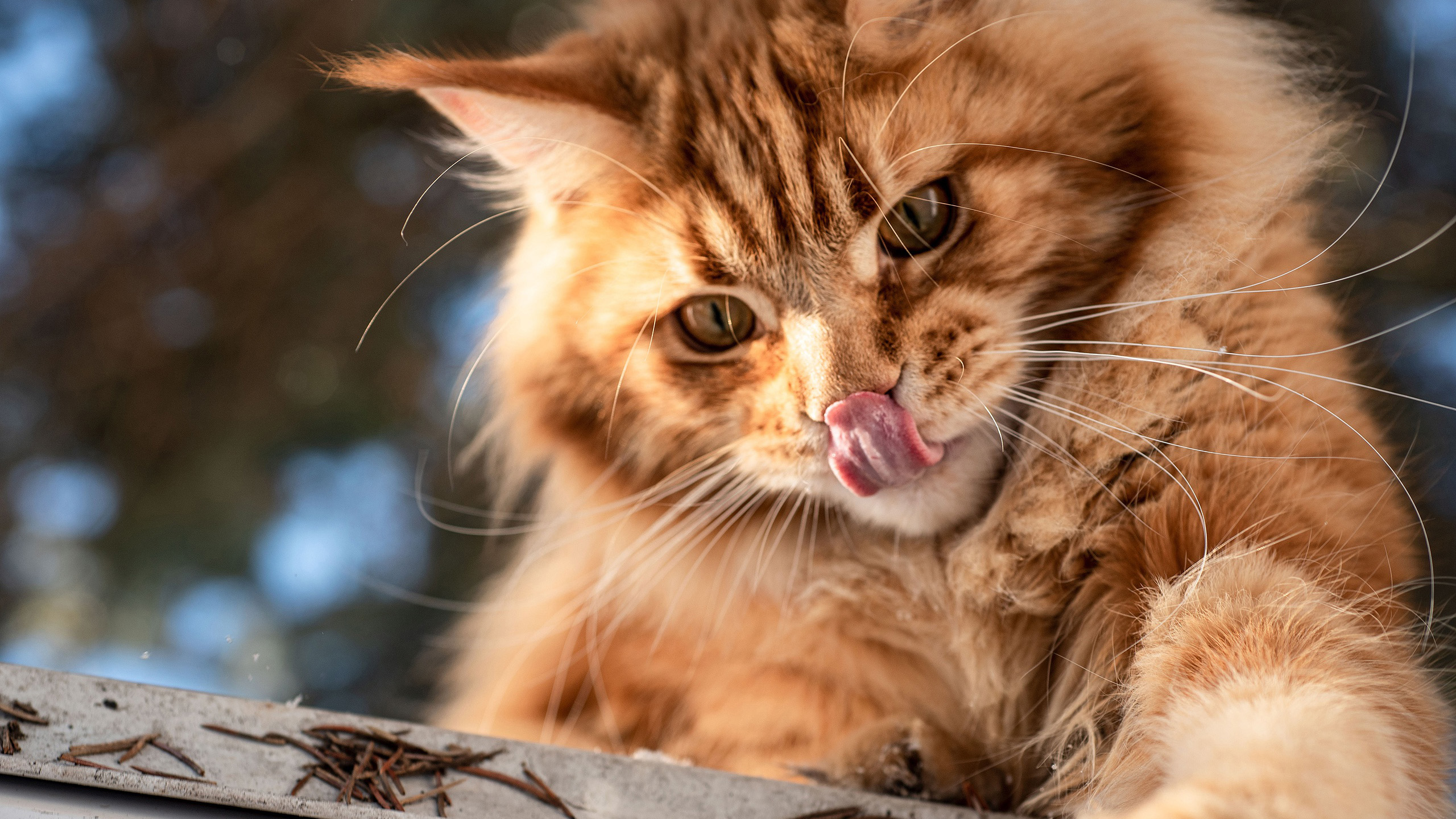 喵星人,舔舌头,大黄猫