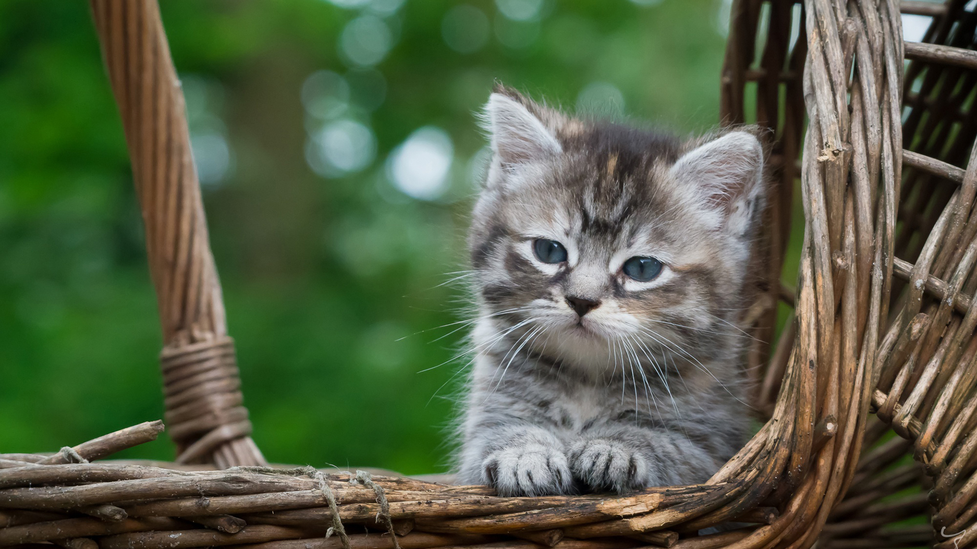 喵星人,小黑猫,可爱,呆萌