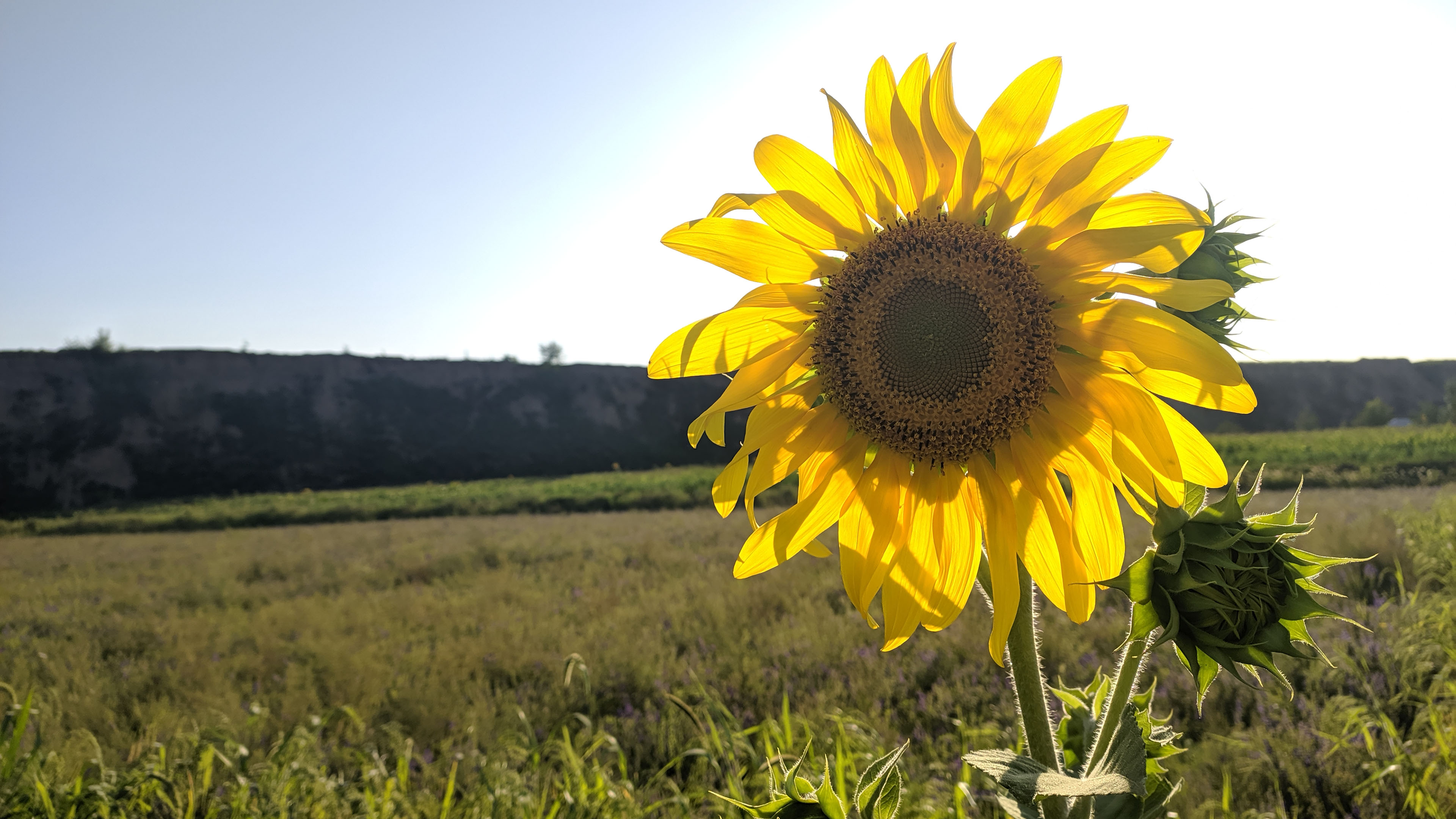 鸟语花香,向日葵,阳光,彩虹