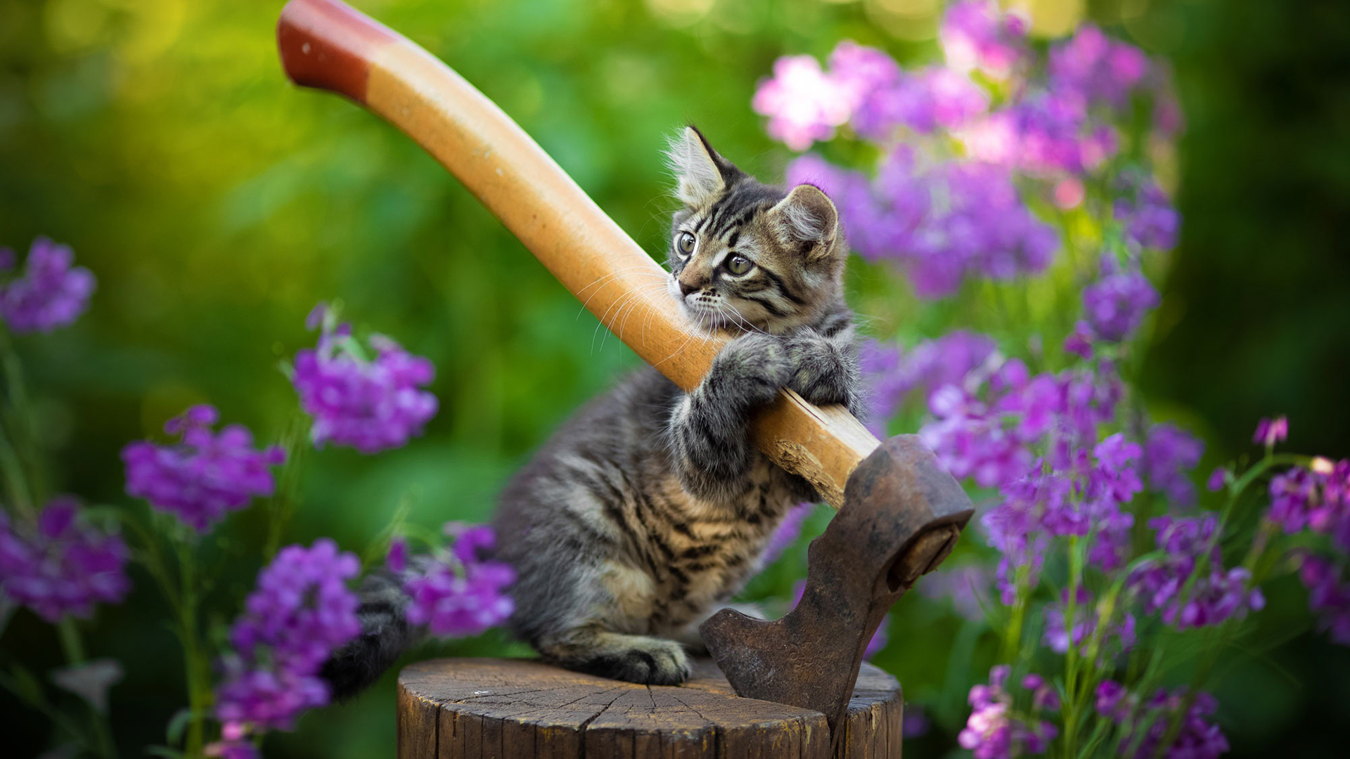 喵星人,小花猫,斧头,花丛