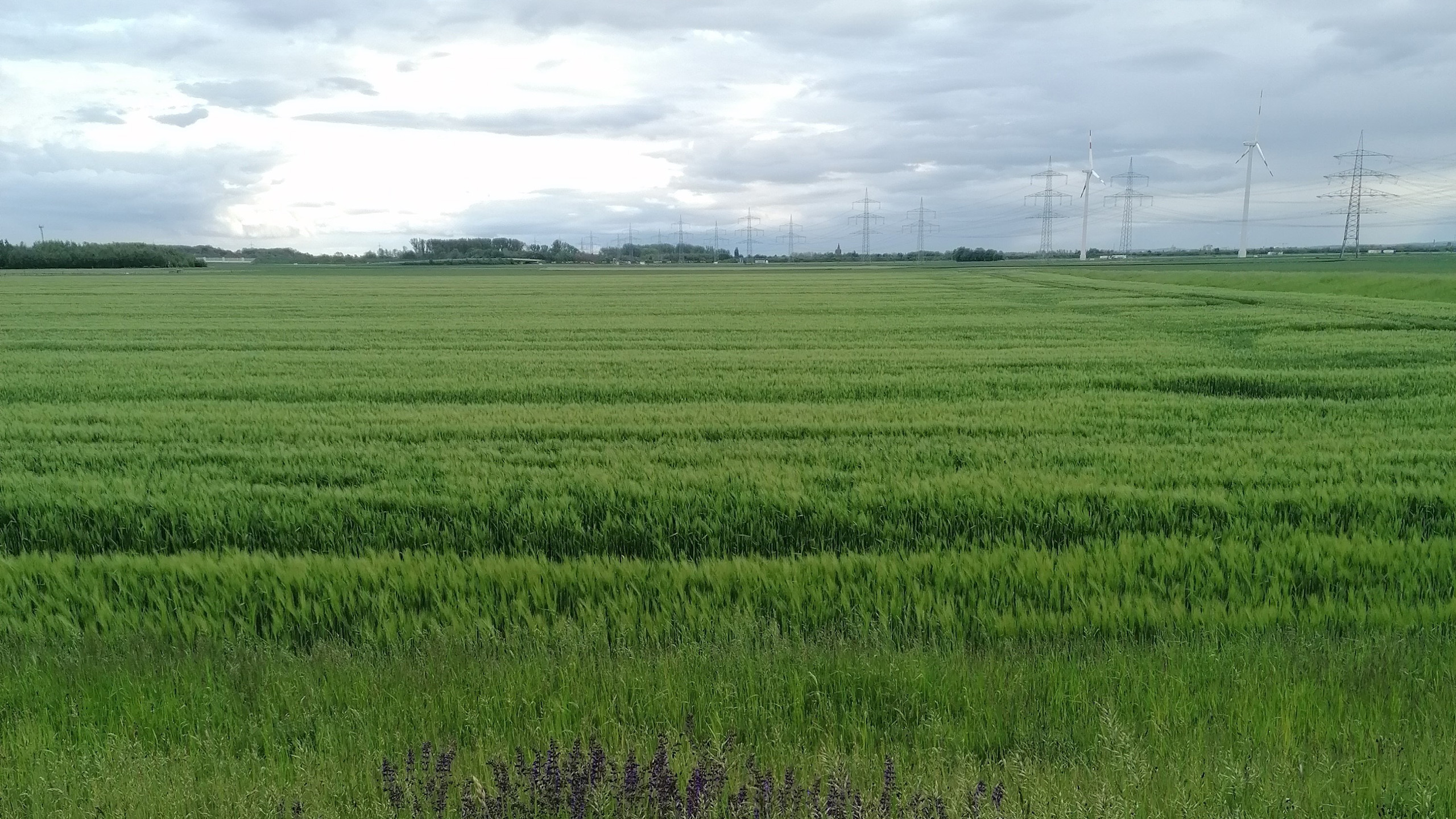 麦田,一望无垠,平原