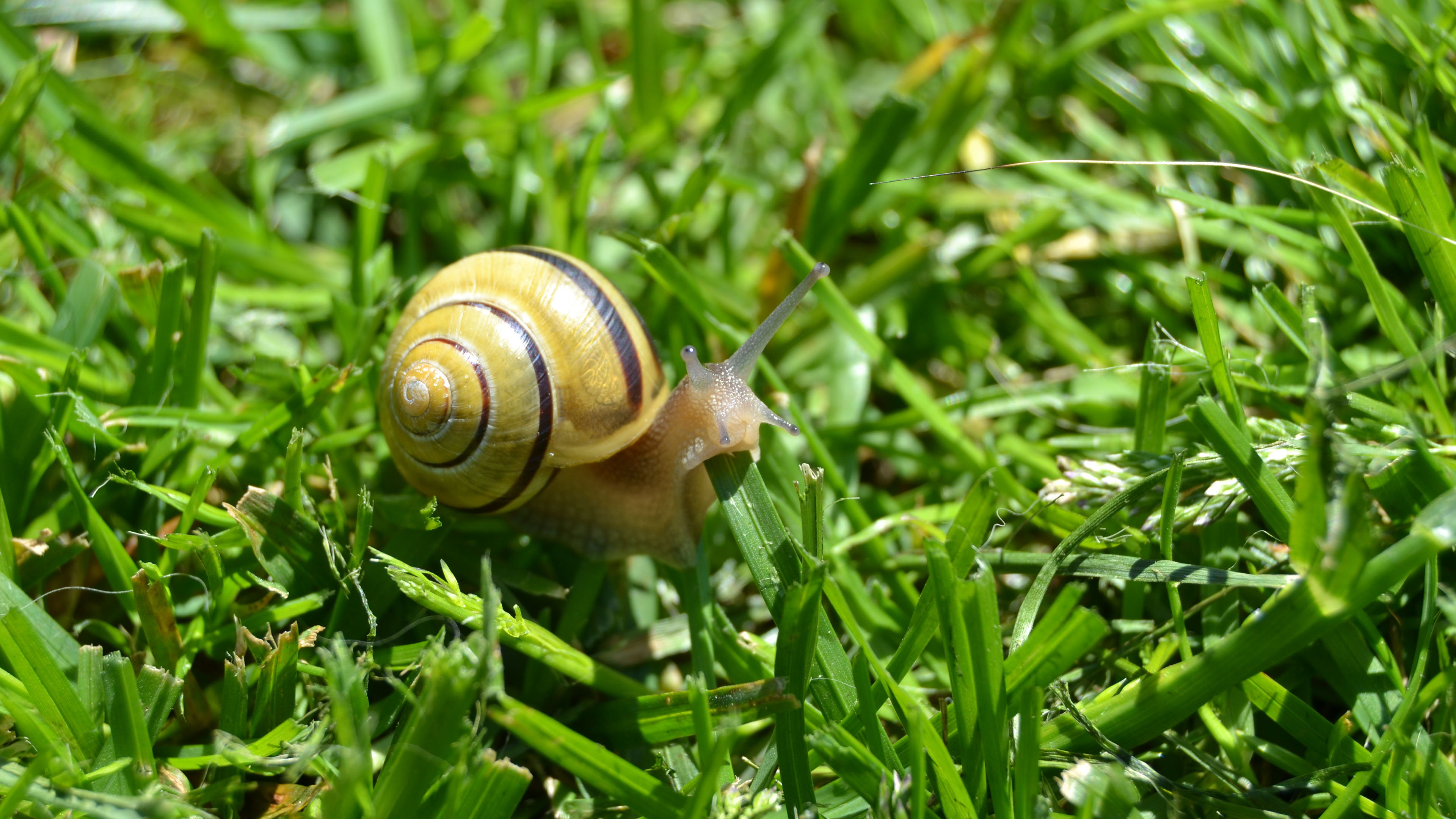 野生动物,蜗牛,草地