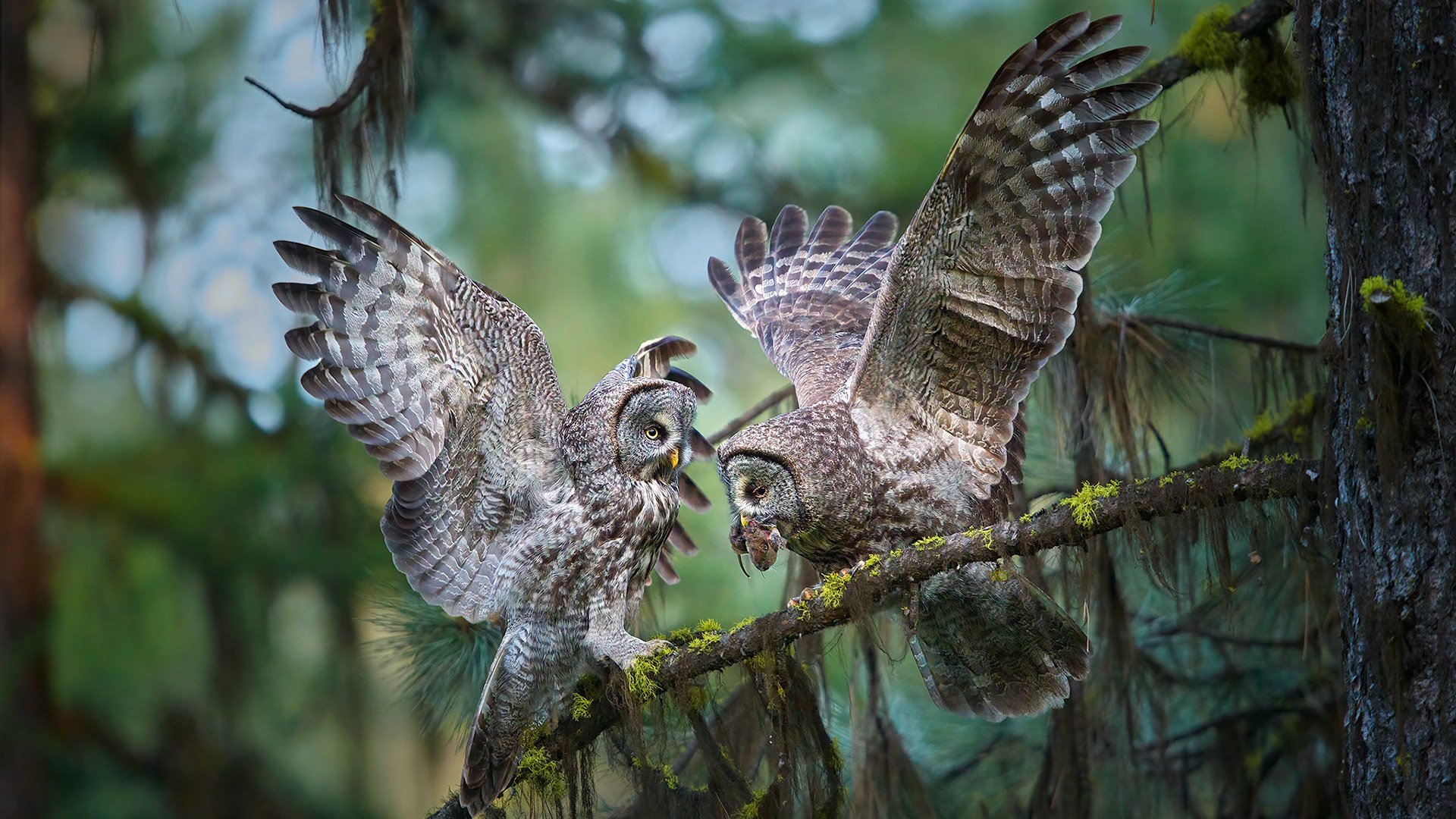 小鸟天地,猫头鹰,森林