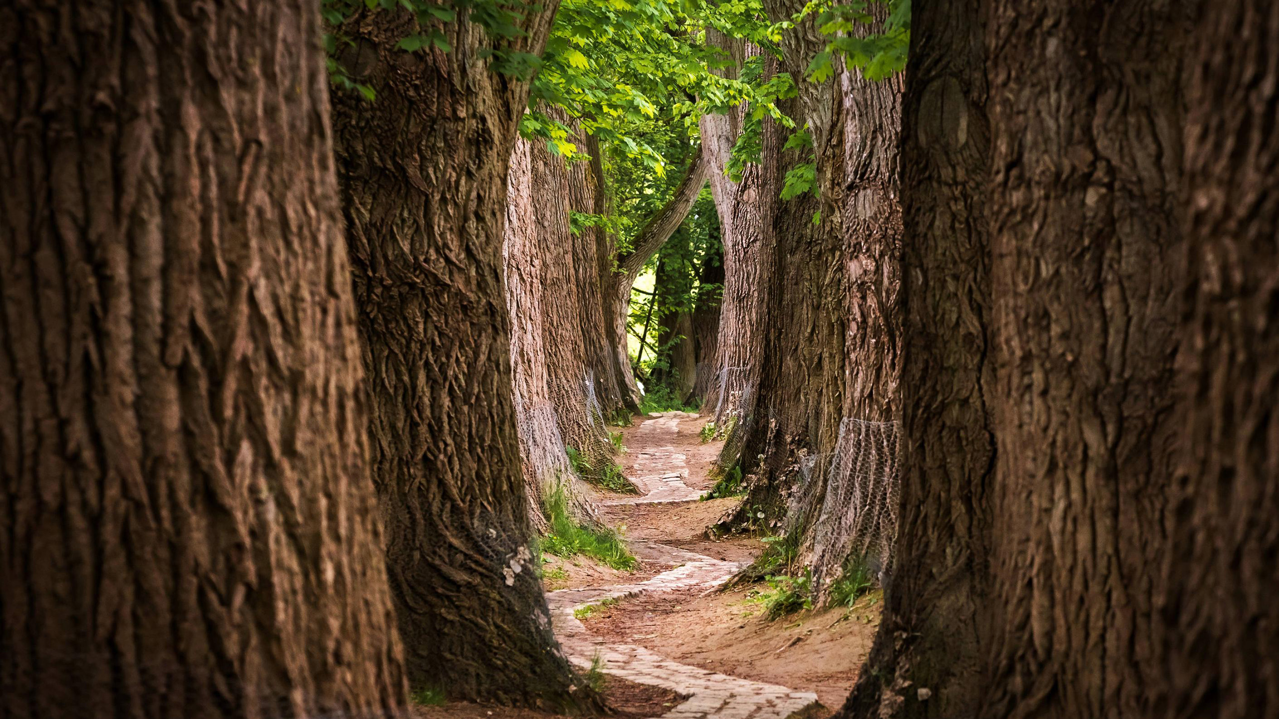 自然风光,树林,大树,小径