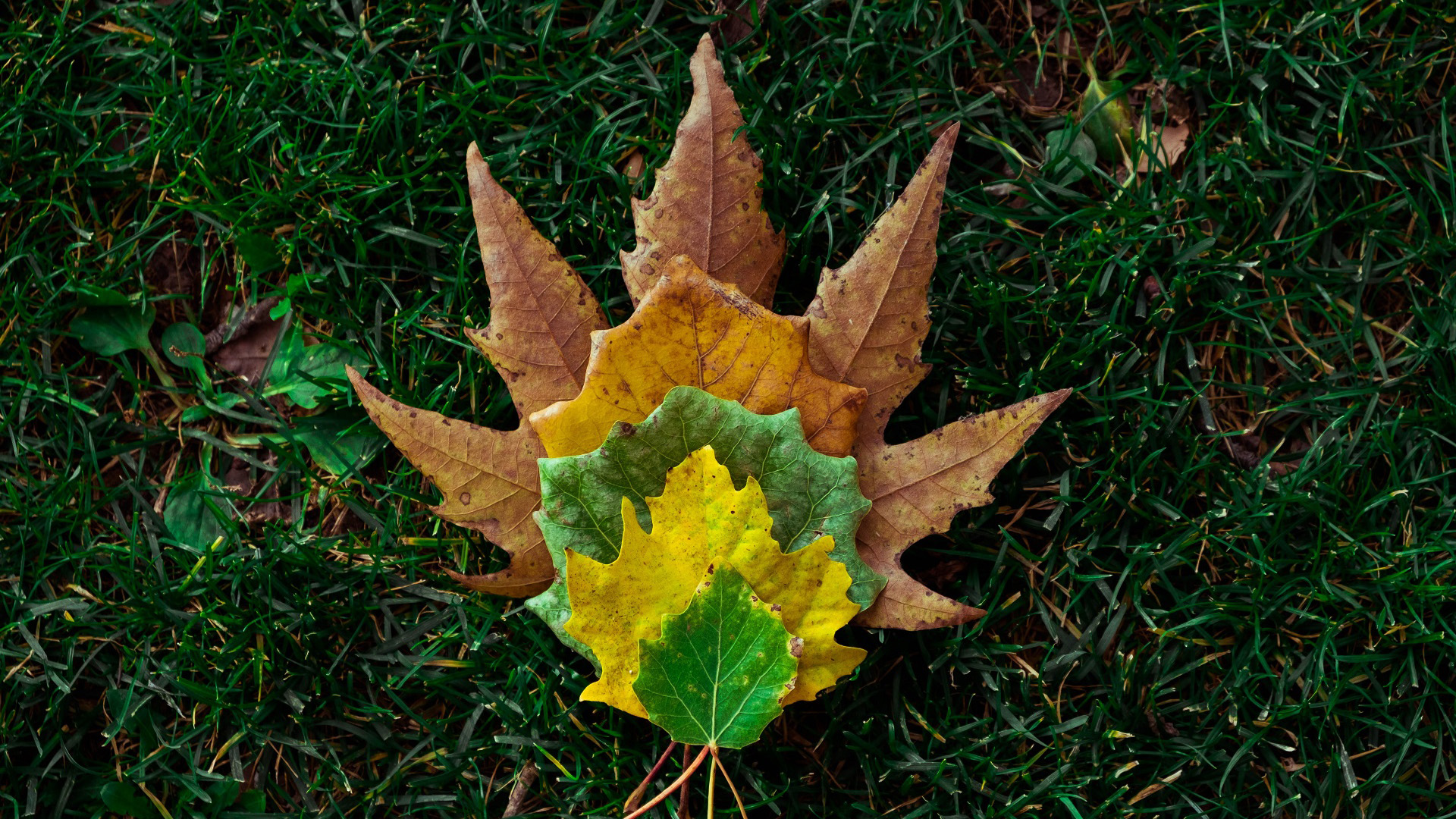 护眼壁纸,树叶,落叶,草地