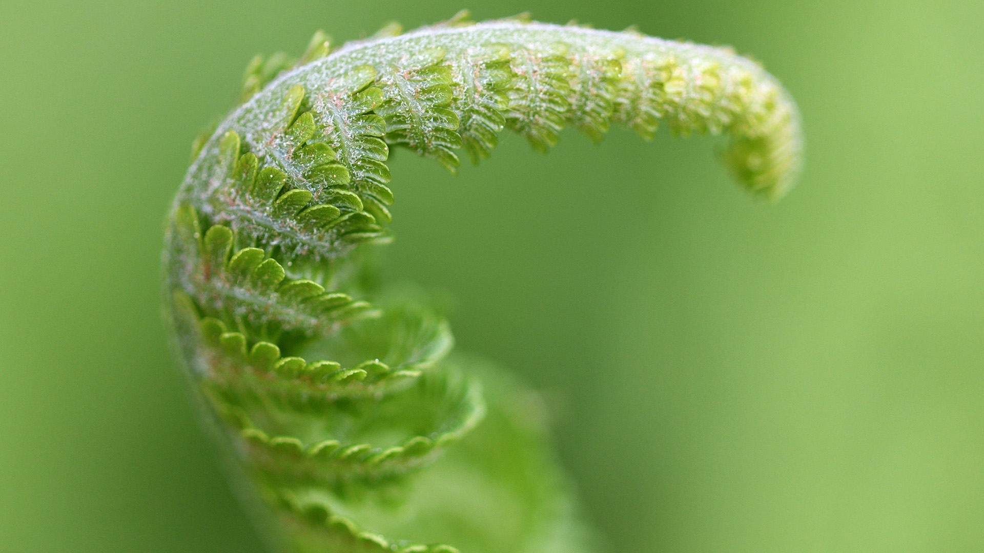 护眼壁纸,万物生长,新叶,萌芽