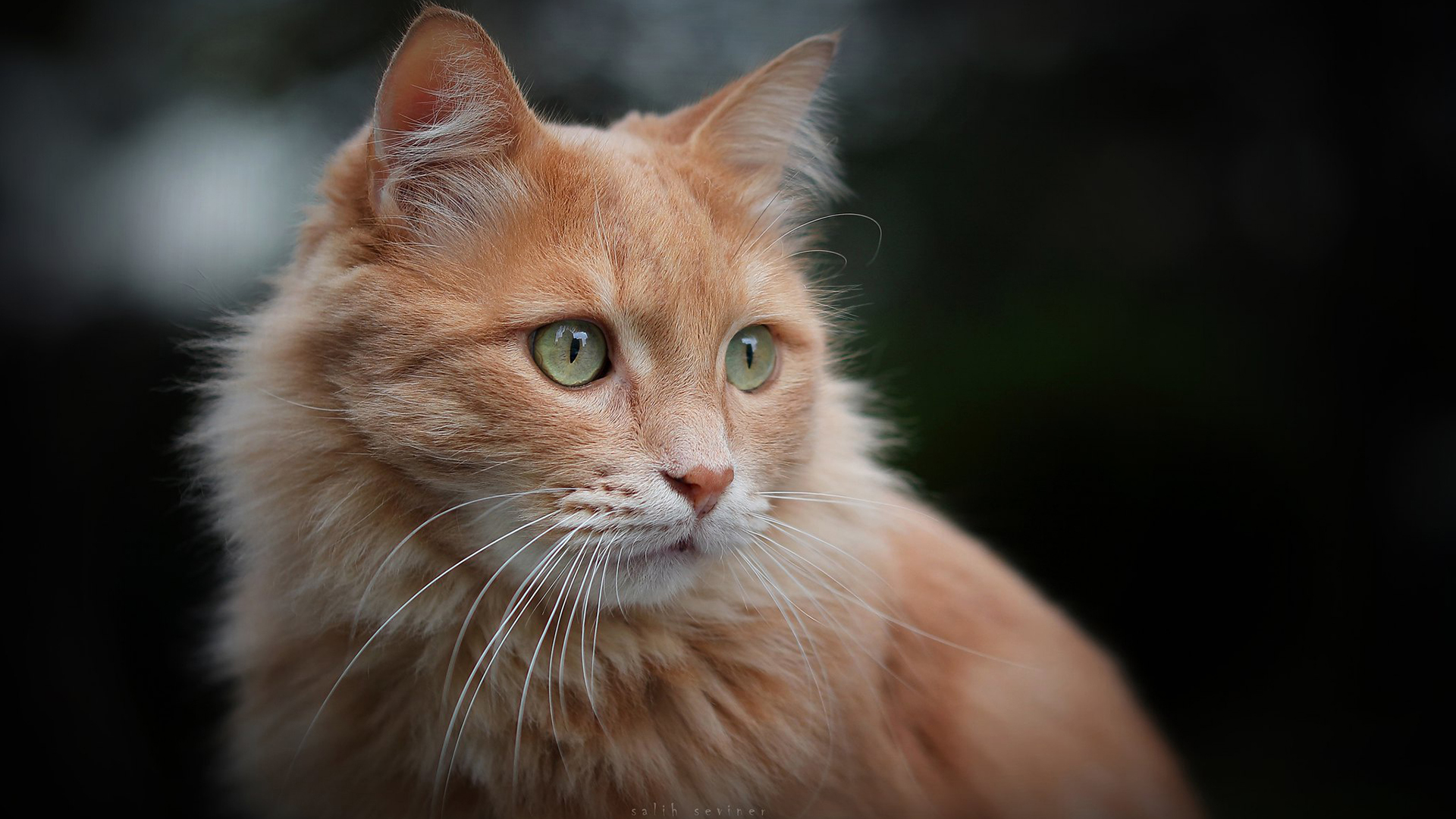 猫星人,猫眼,甩猫