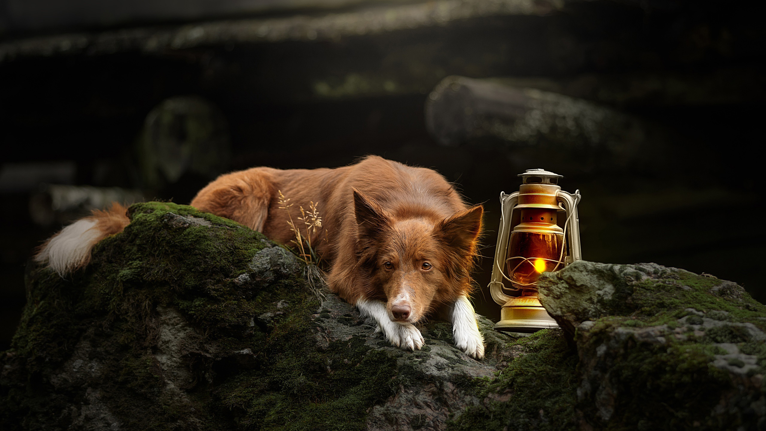 汪星人,煤油灯,爱犬,特写