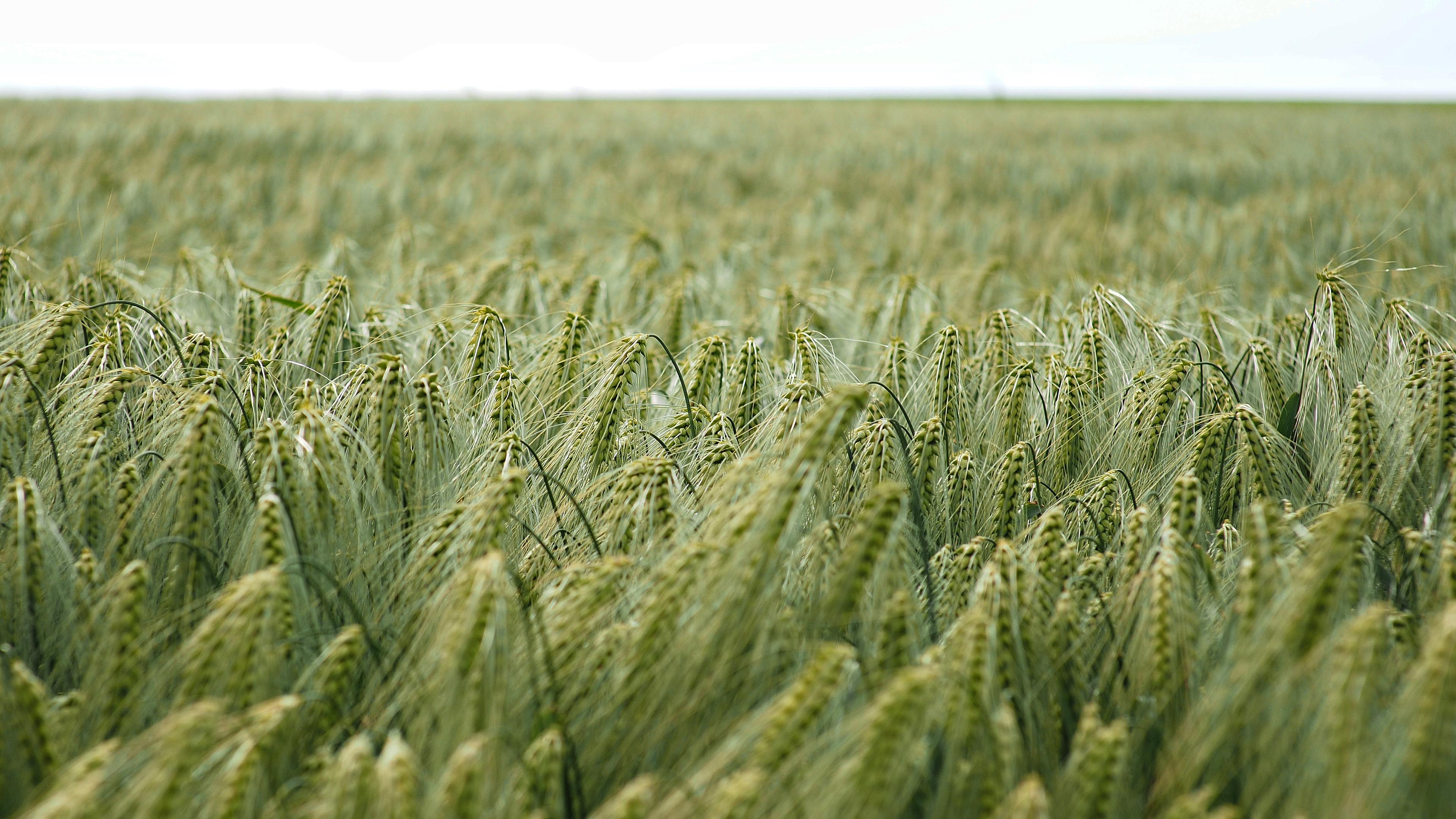 春意盎然,小麦,麦田,粮食