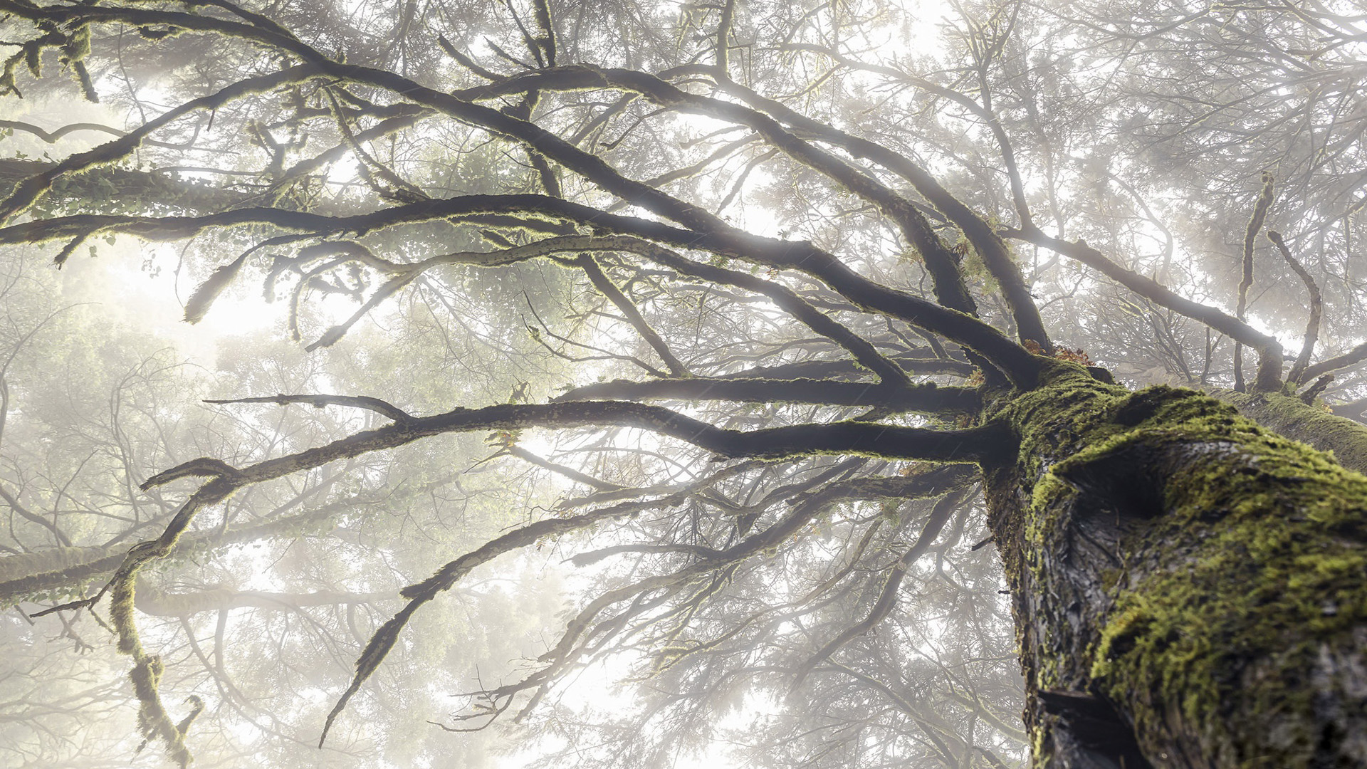 自然风光,参天大树,古树,森林