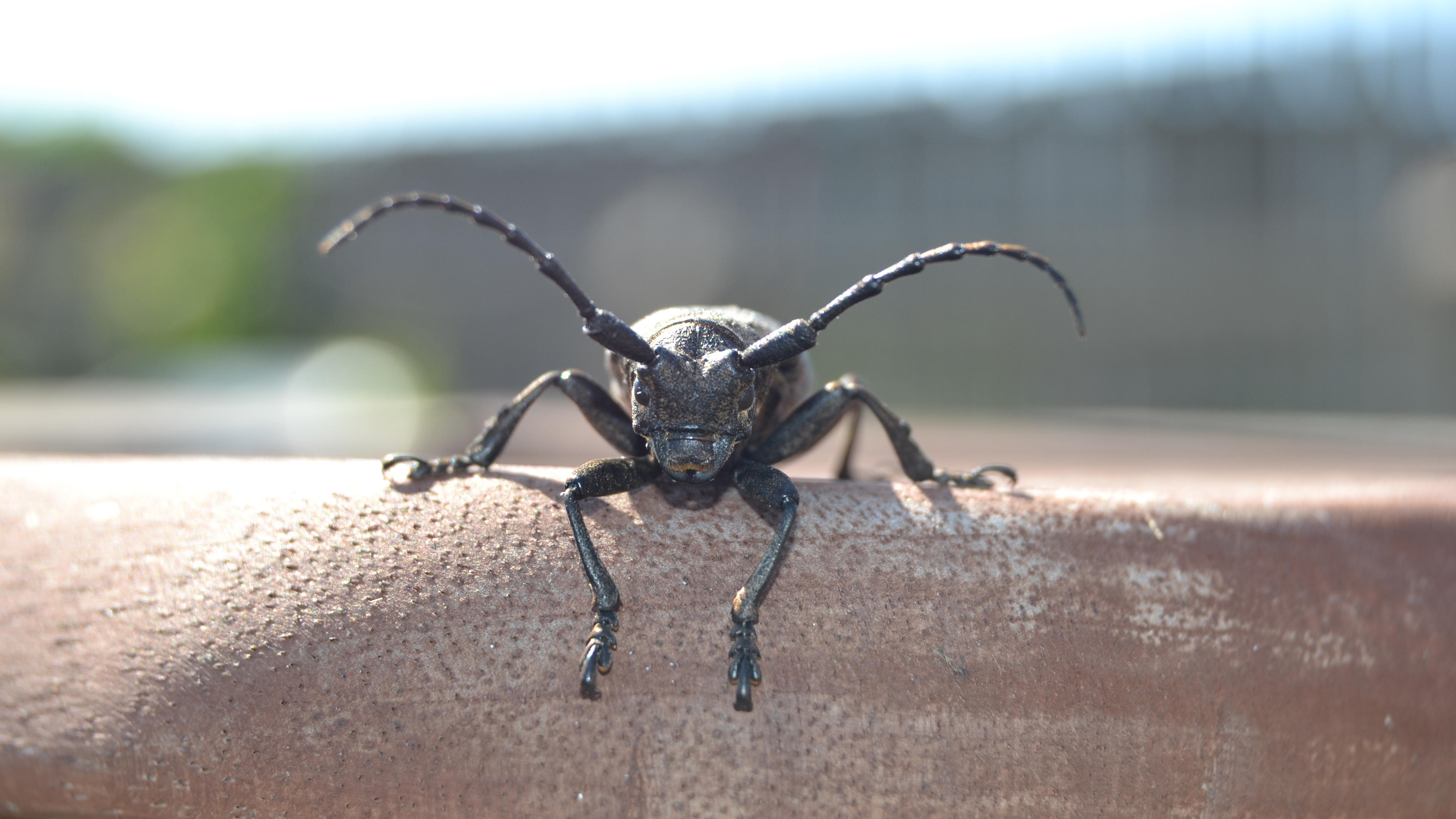 野生动物,铁牛儿,触角